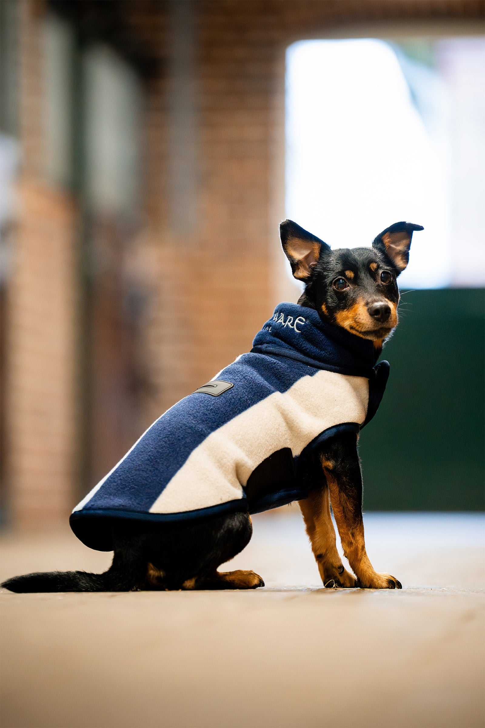 Horseware Couverture polaire pour chien Signature Chiens