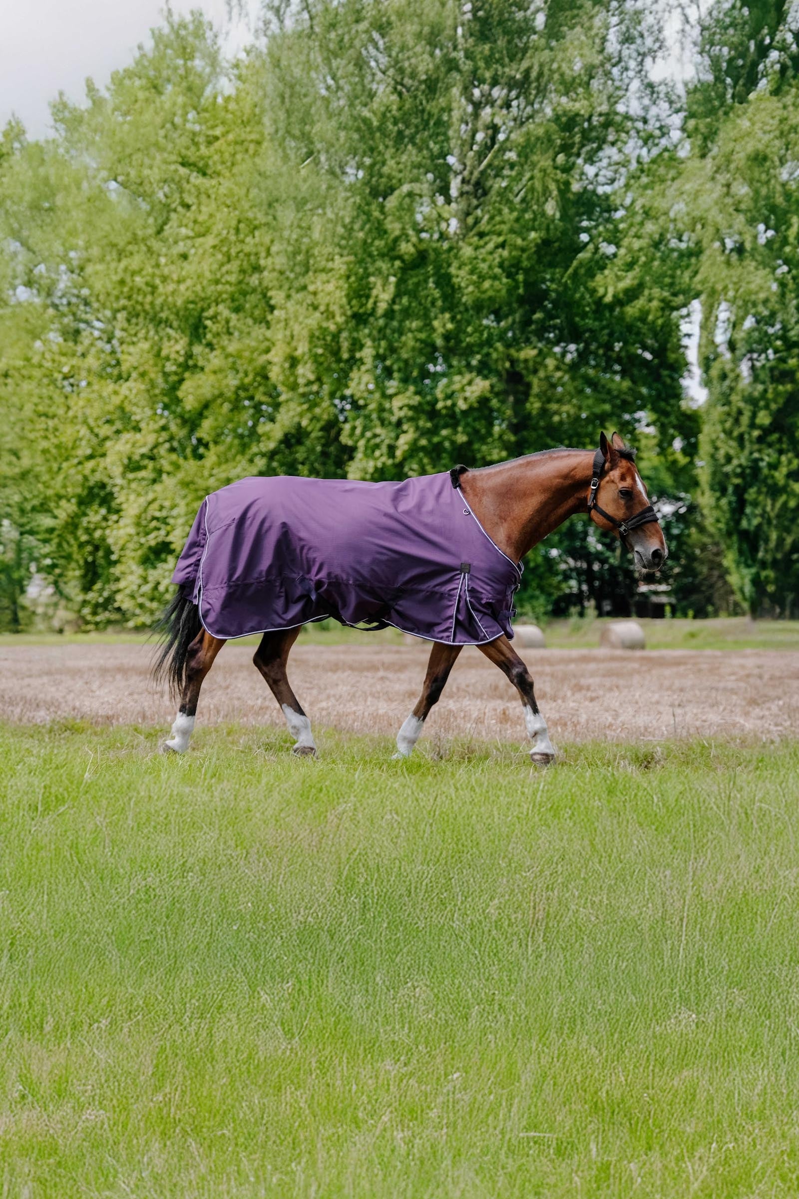 Equi Theme EQUITHÈME TYREX Aisance 600D Turnout Rug, 300 g Horse Rugs