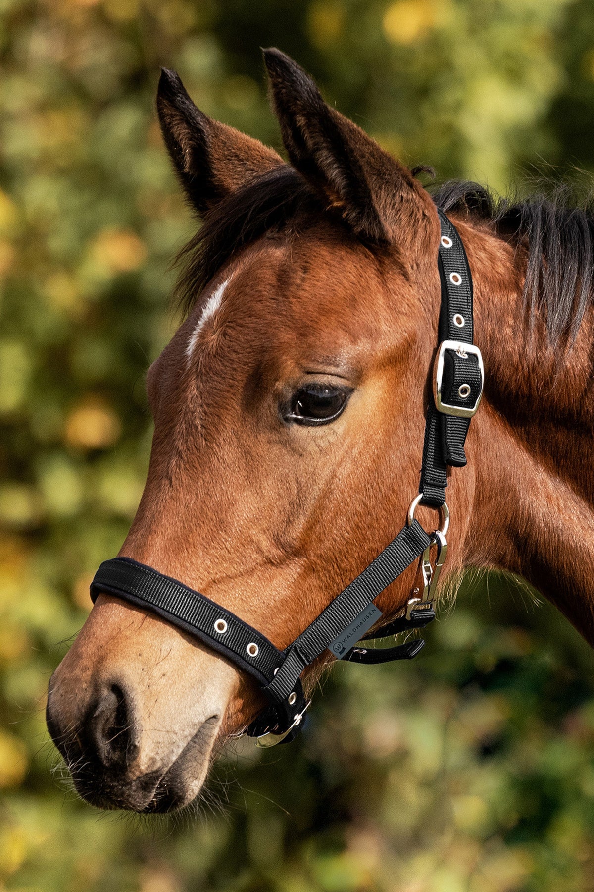 Waldhausen Foal Comfort Halter Pony & Shetland Tac