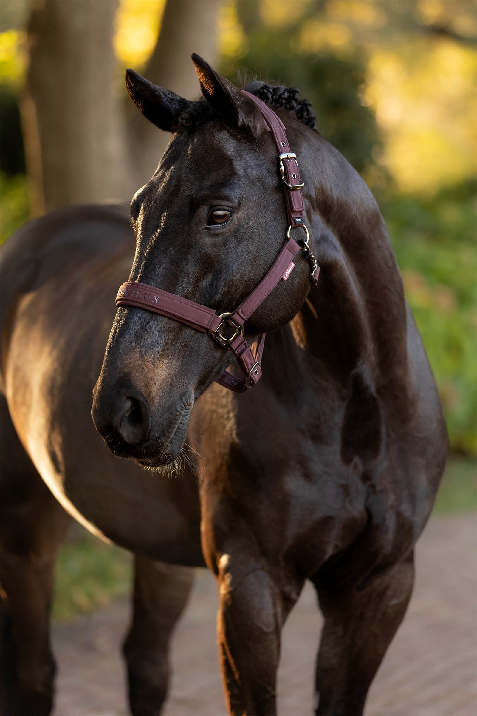 LeMieux Essence Headcollar Halters & Leads