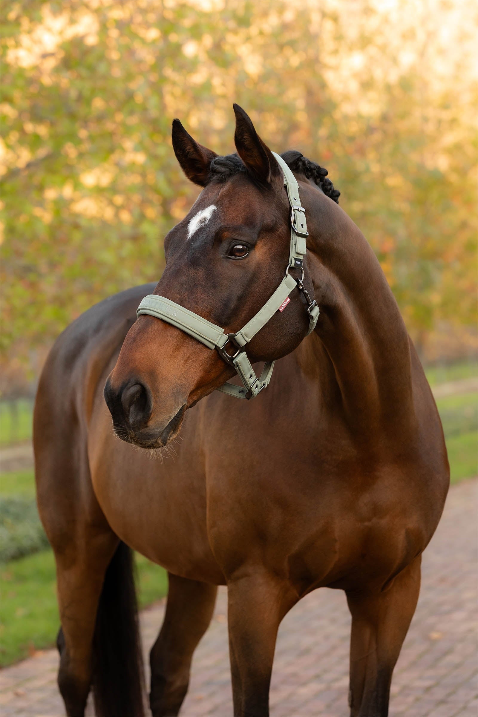 LeMieux Essence Headcollar Halters & Leads