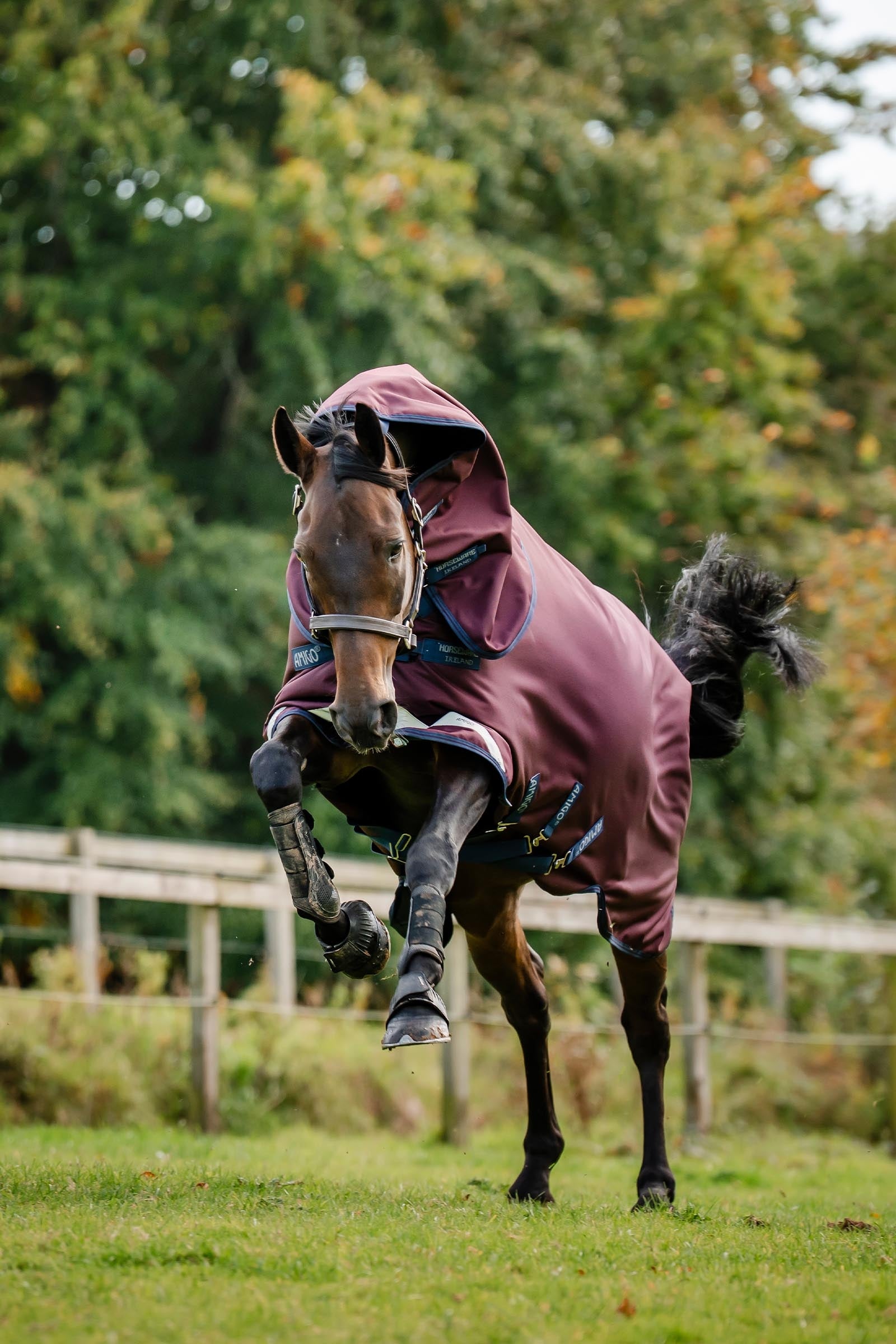 Horseware Amigo 1200D Plus Turnout Rug, 50 g Horse Rugs