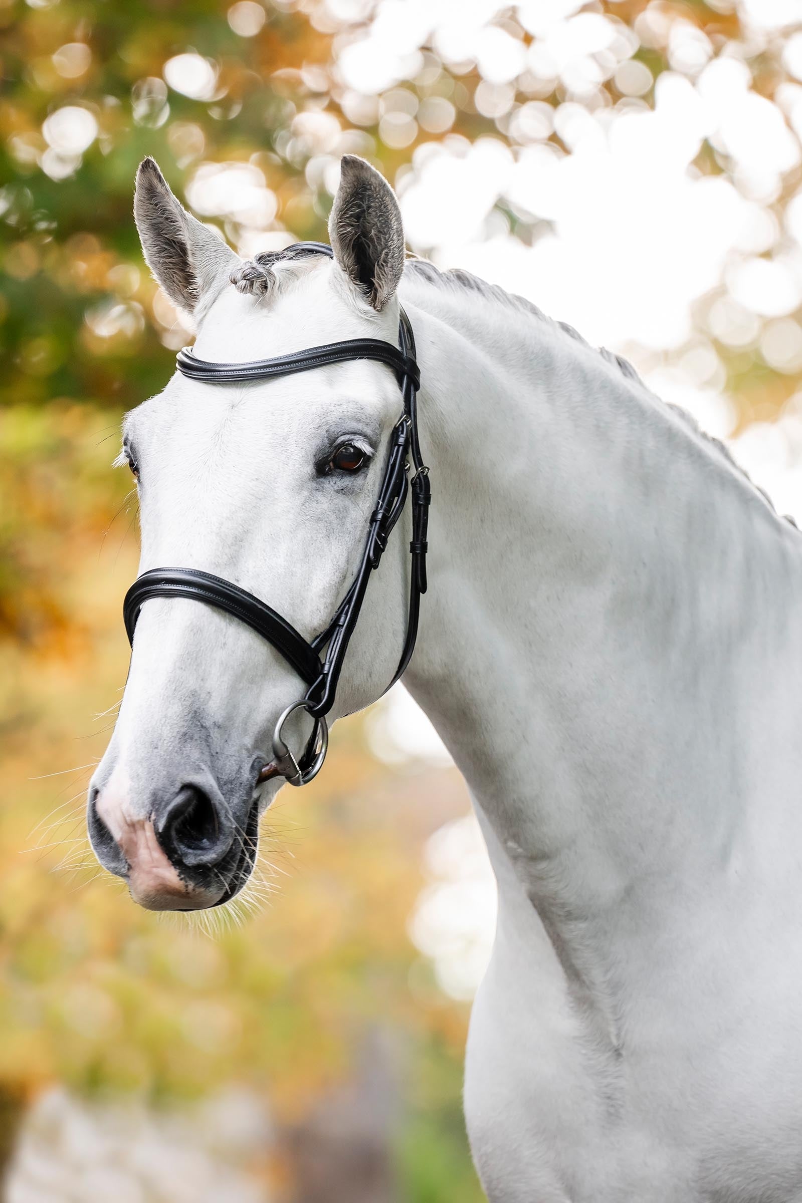 Horseware bridon cavesson Briderie et enrênements