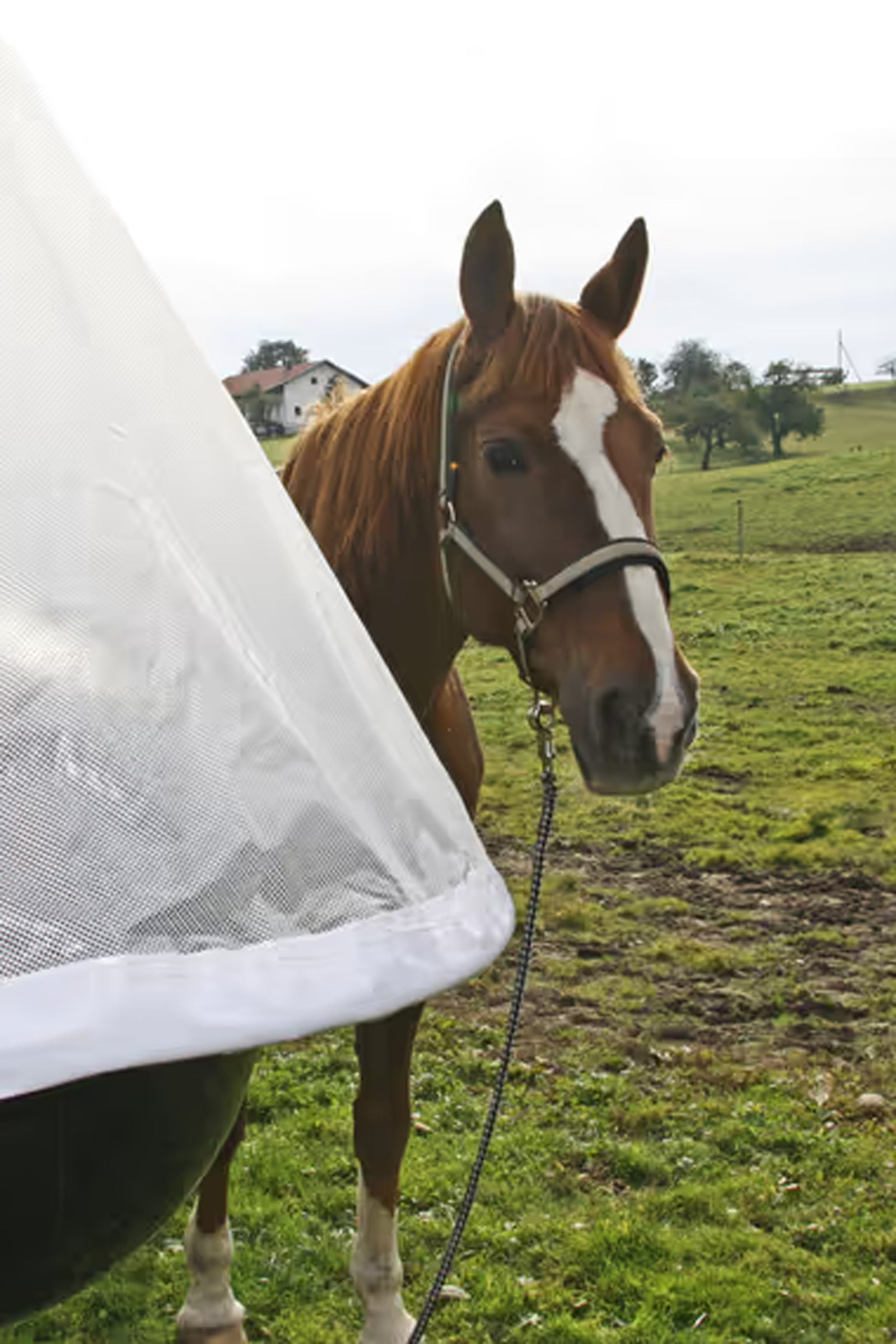 Kerbl Gadfly trap TaonX Antifly Protection for Horses