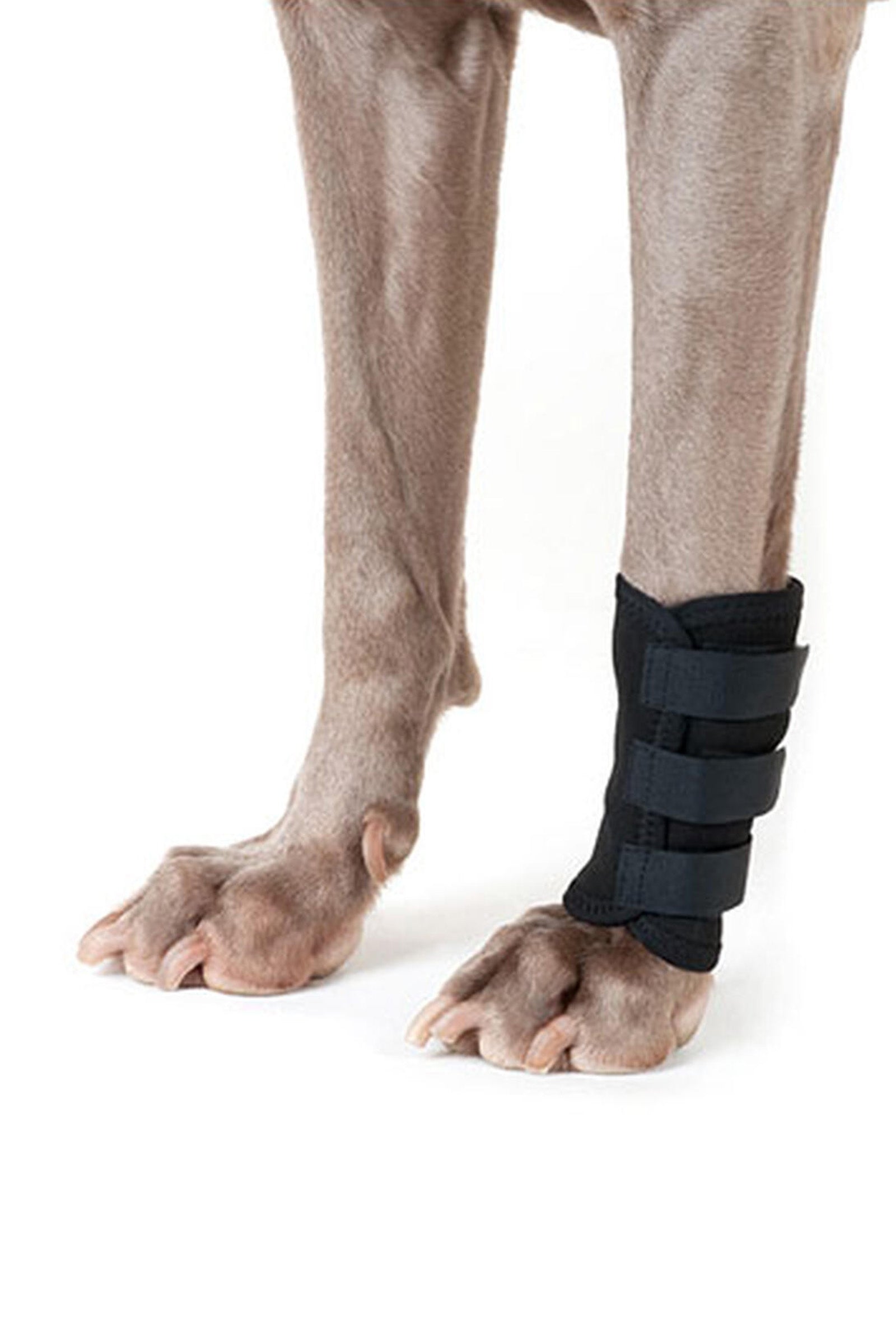 Back on Track Protection de patte pour chien (1 pièce) Chiens