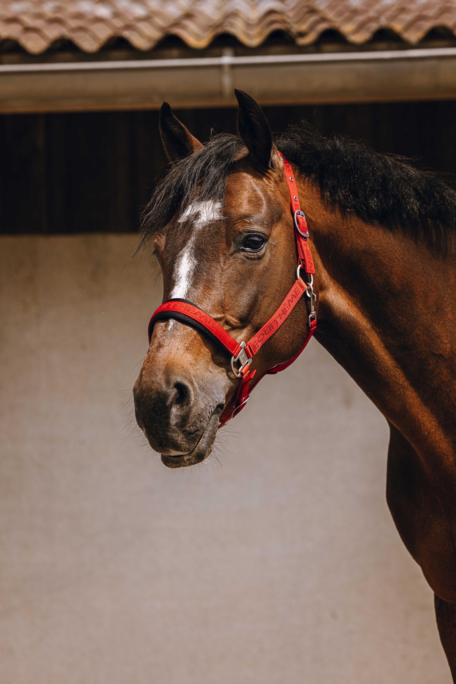 EQUITHÈME Jacquard licol en nylon Licols & longes