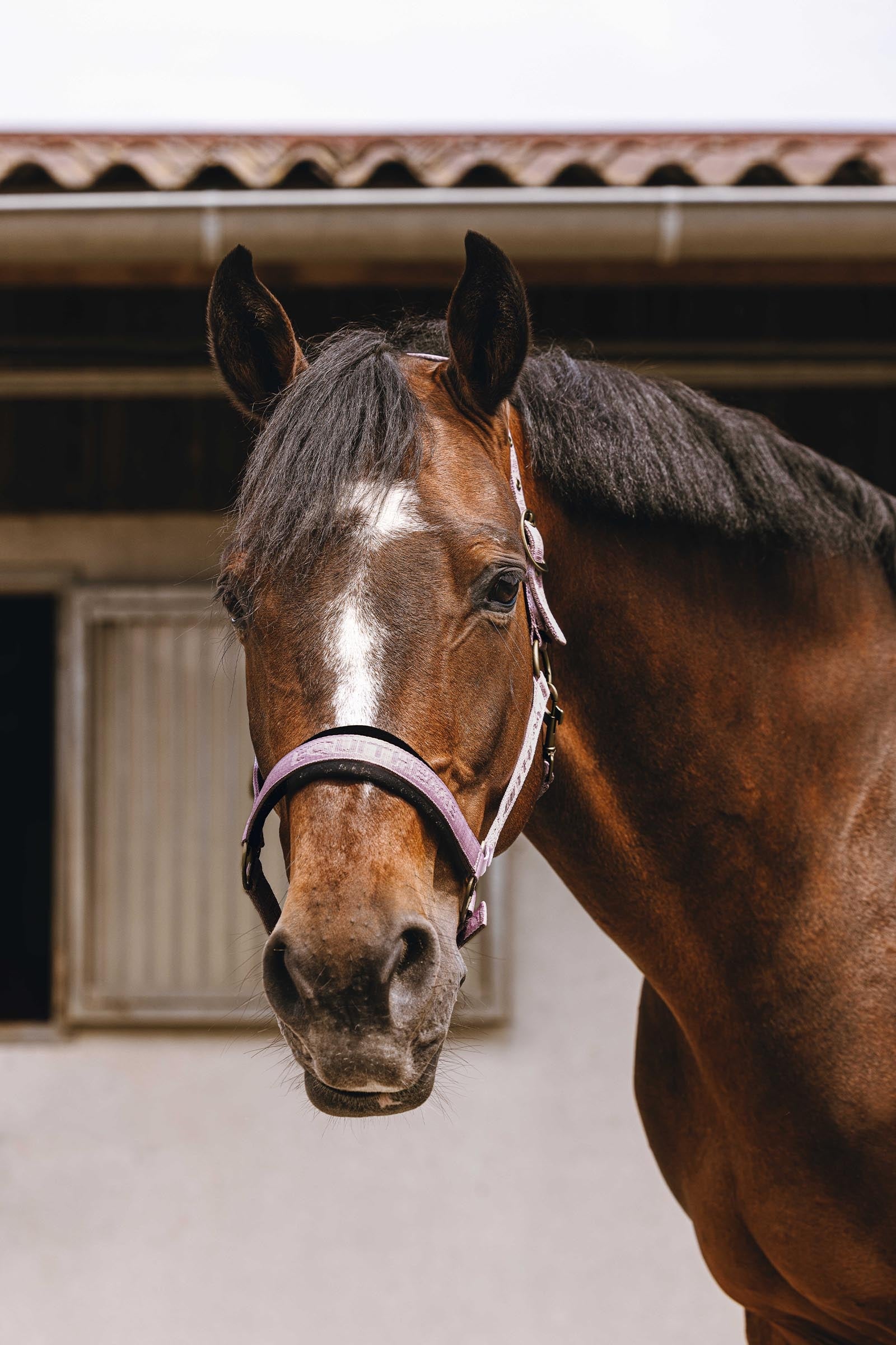 Equi Theme EQUITHÈME Jacquard Nylon Halter Halters & Leads