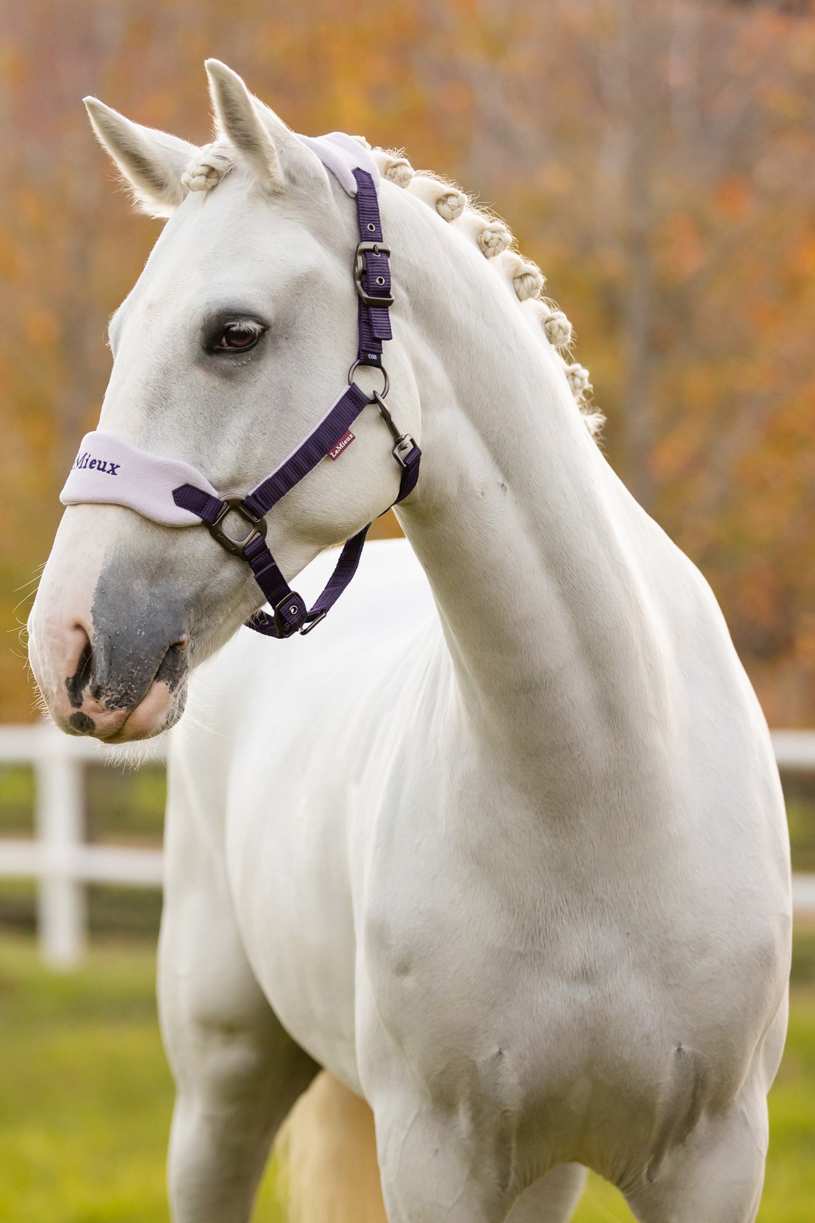 LeMieux Vogue Headcollar & Lead Rope Set Halters & Leads