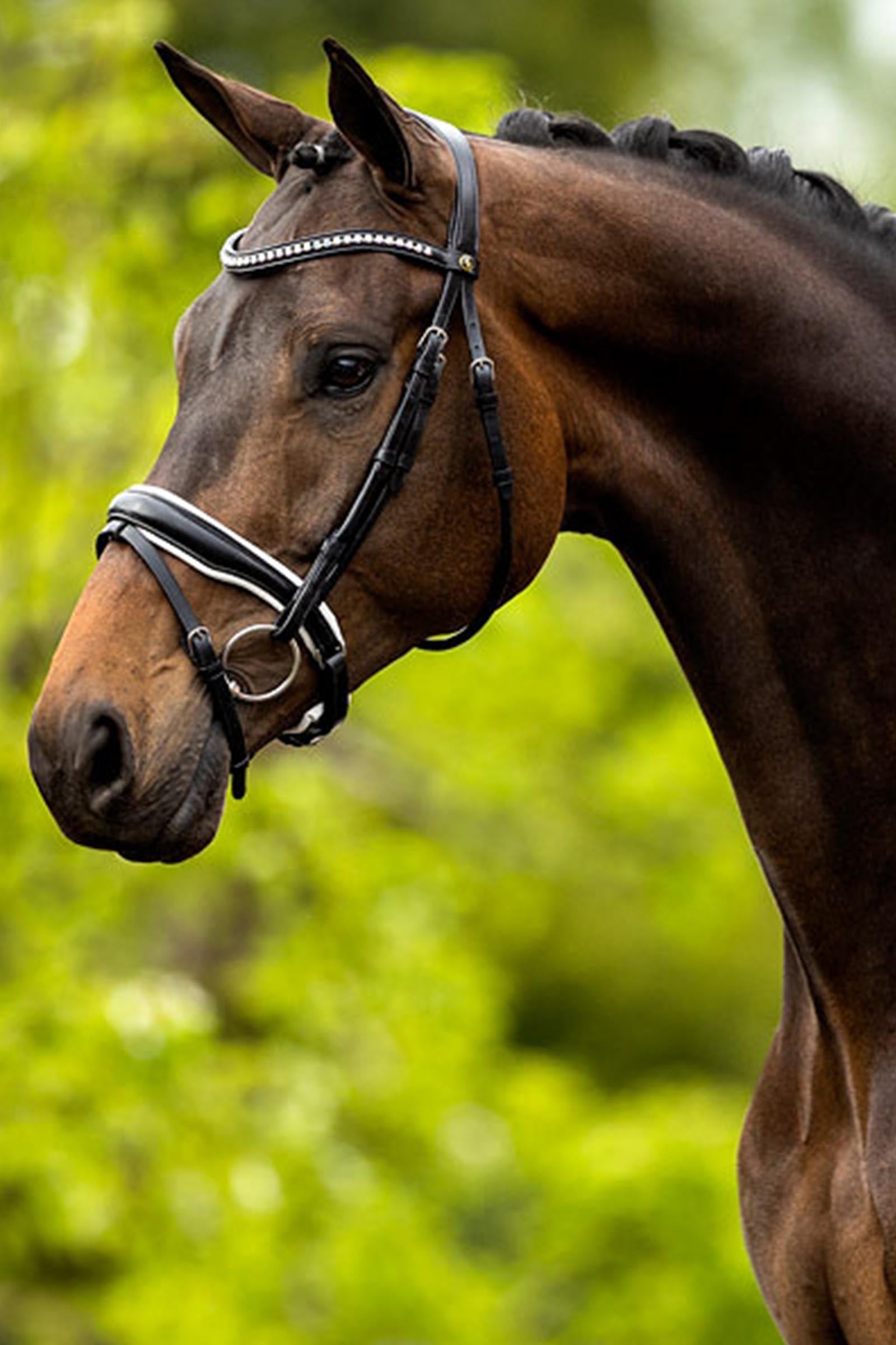 BR Southam Bridle Bridles & Reins