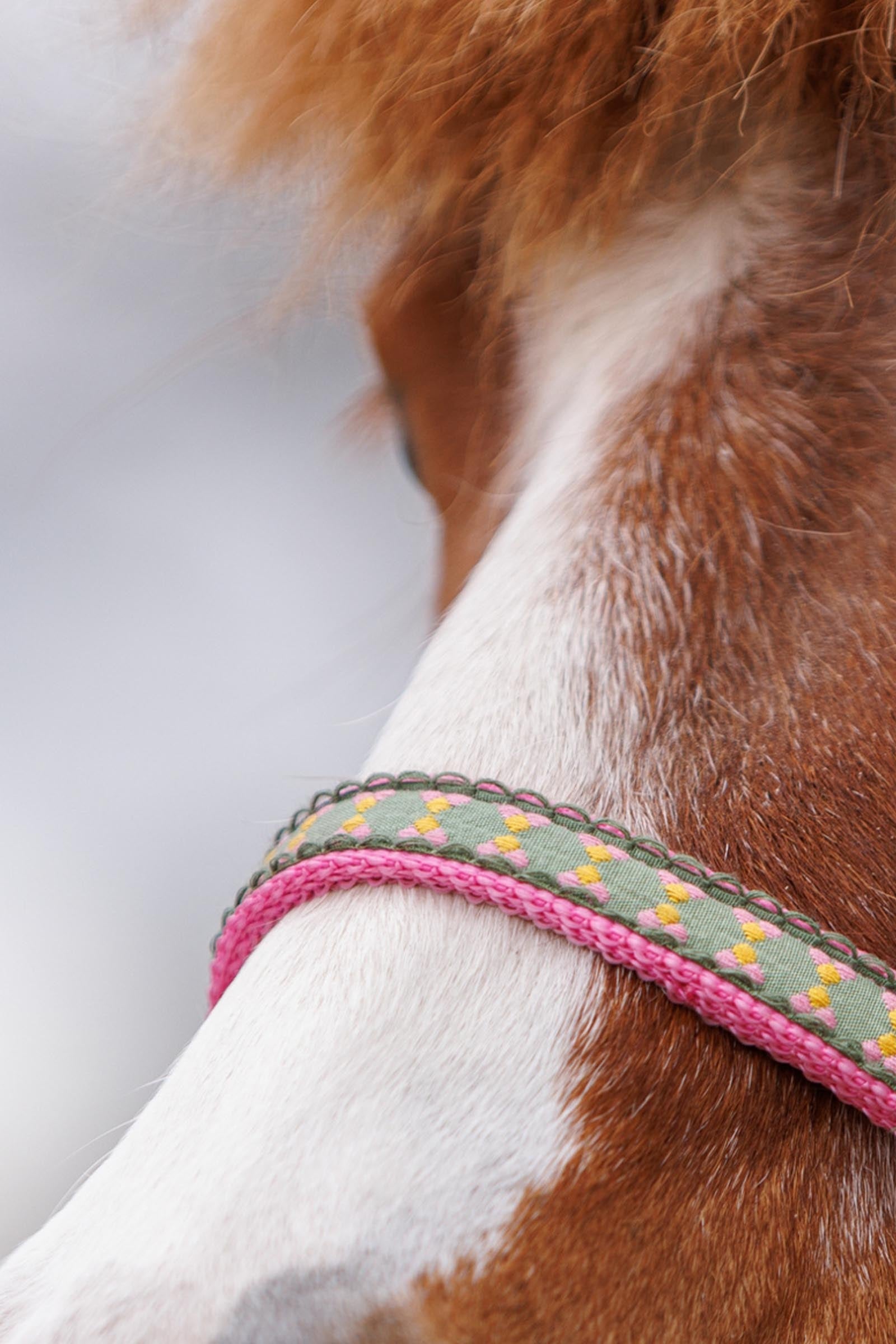 Kavalkade Dottsi Halter Halters & Leads