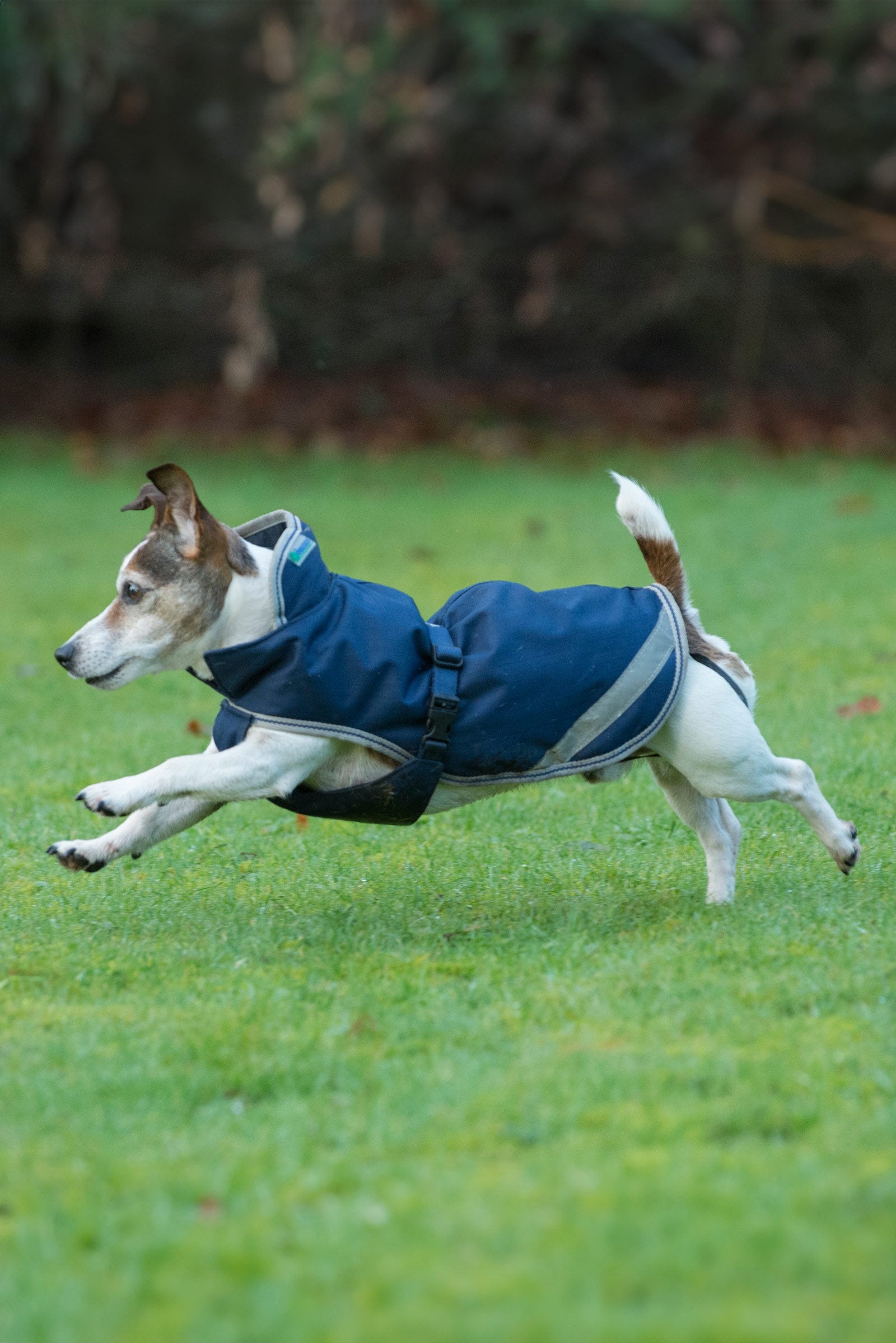 Bucas Freedom Couverture pour chien, 50g (30-45 cm) Chiens