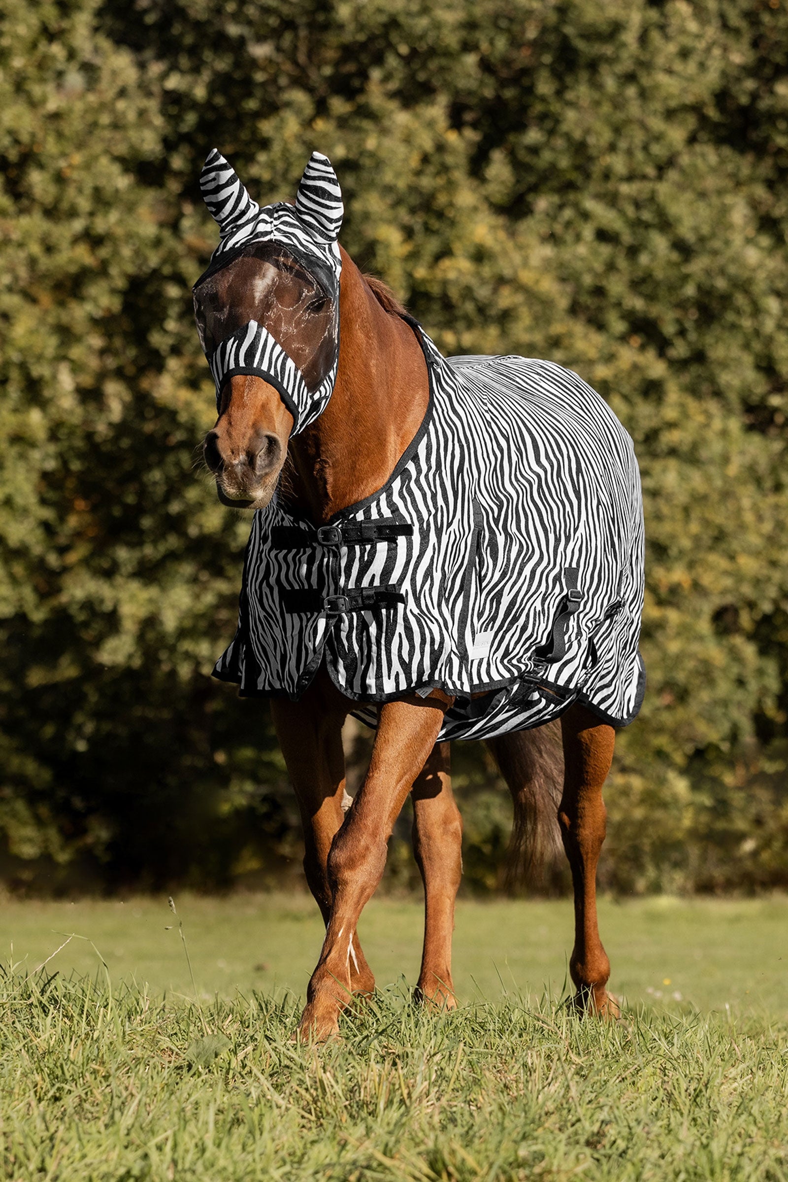 Waldhausen Zebra couverture anti-mouches avec sangles droites Couvertures cheval