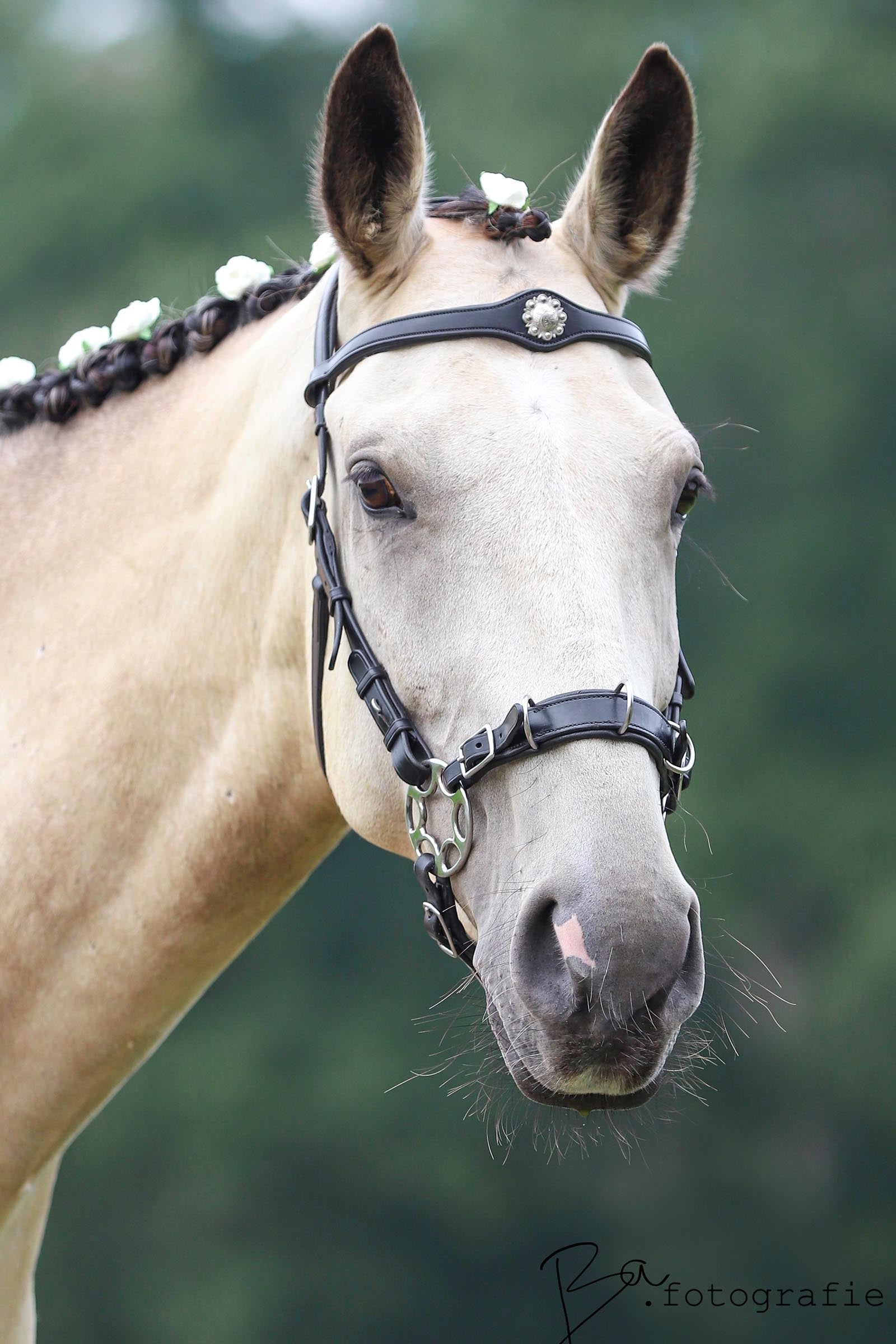 F.R.A. Freedom Riding Articles Caval Compl. Cavemore Bridle English Leather (Syst.2) Shire Bridles & Reins