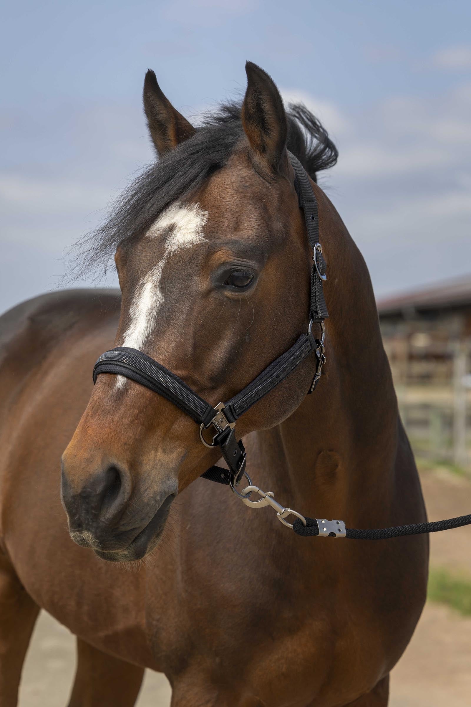 EQUITHÈME Strass licol Licols & longes
