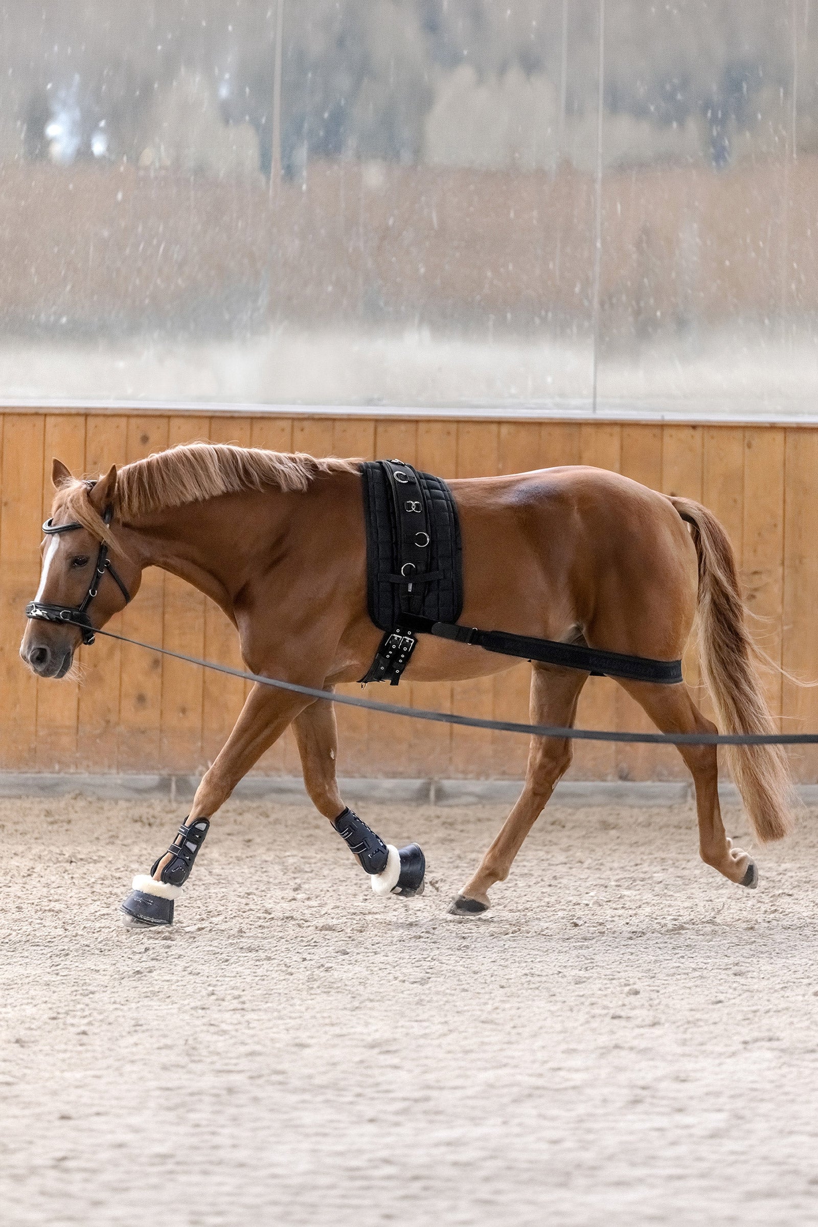 Waldhausen Body Bandage, Activation of the Hindquarters Leg & Hoof Protection