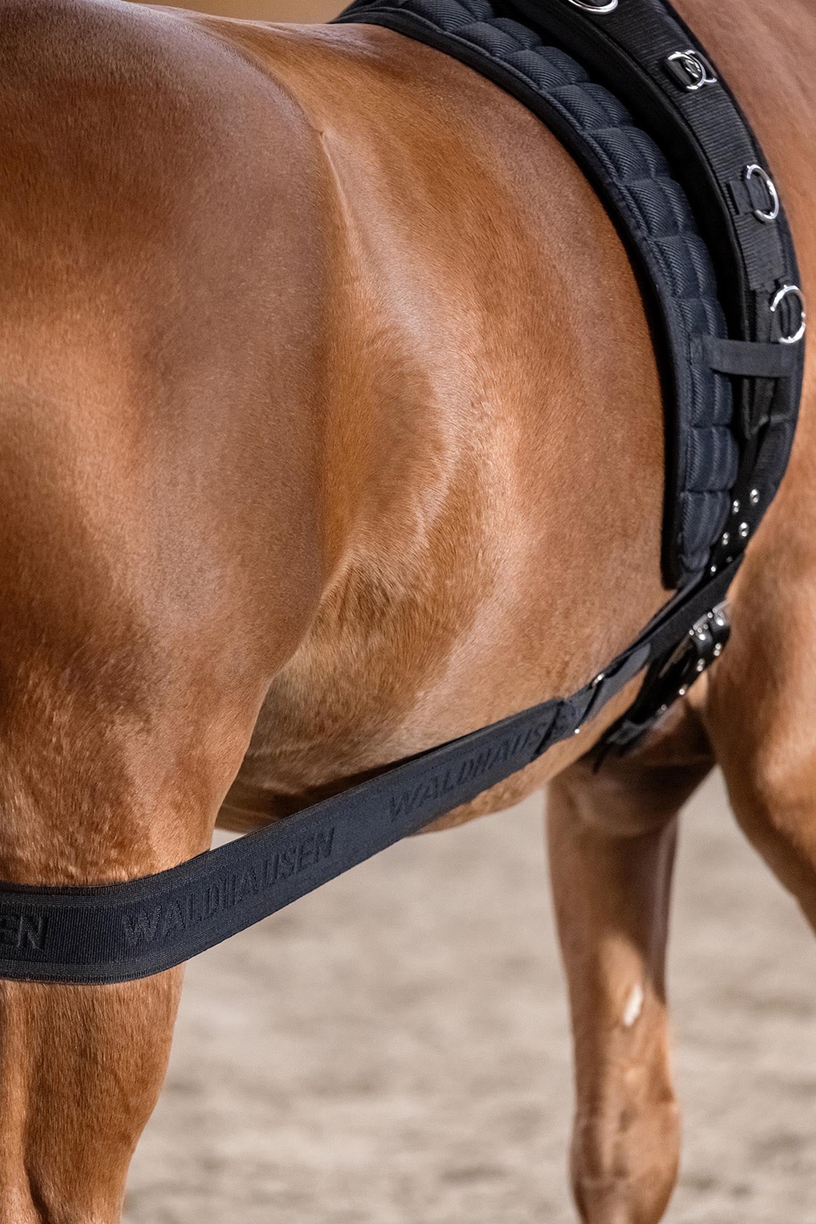 Waldhausen Body Bandage, Activation of the Hindquarters Leg & Hoof Protection