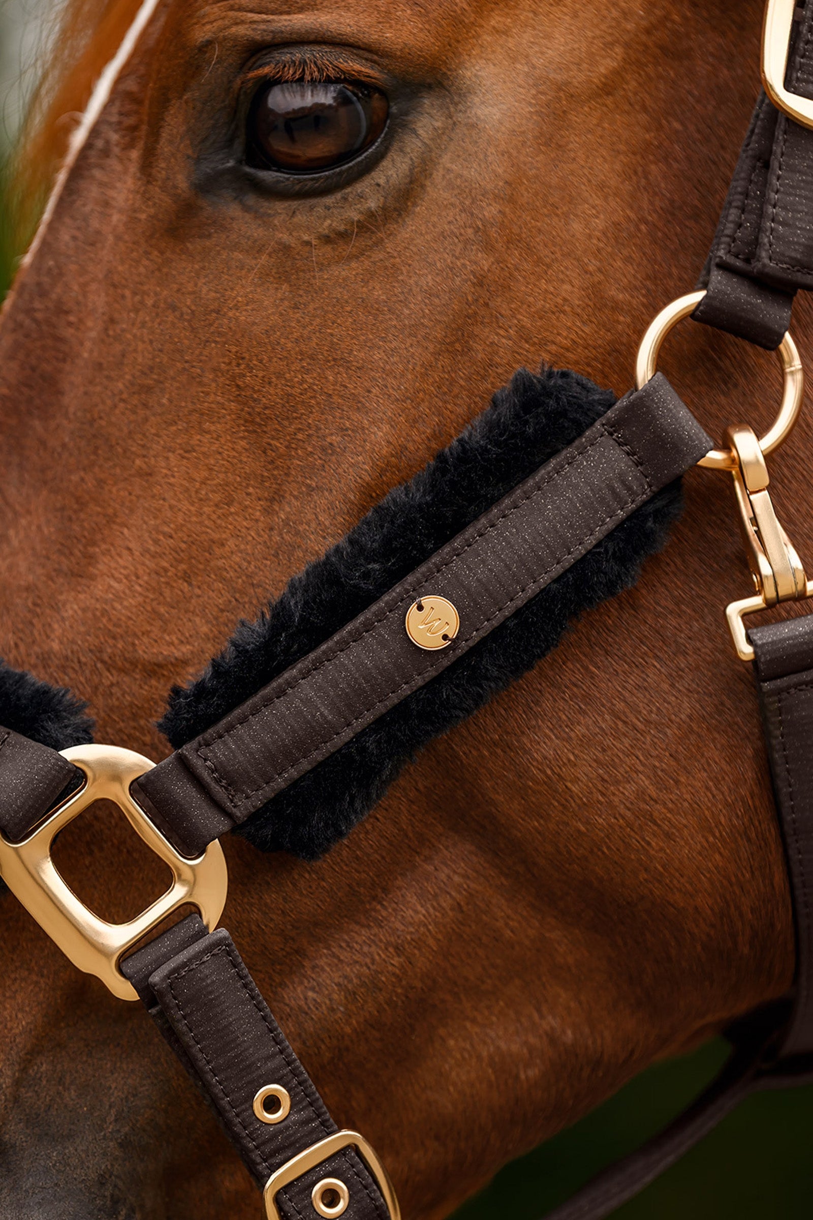 Waldhausen Phoenix Halter Set Halters & Leads