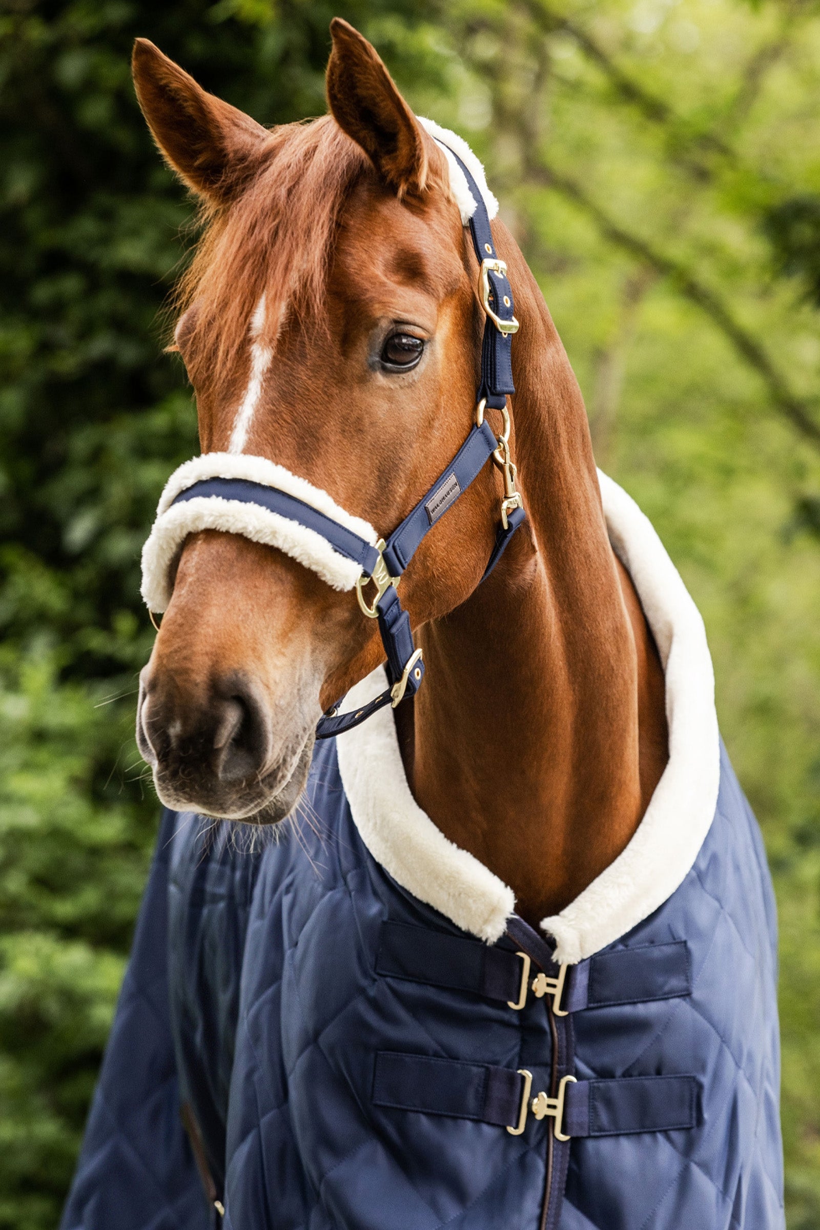 Waldhausen Exclusive Halter Halters & Leads