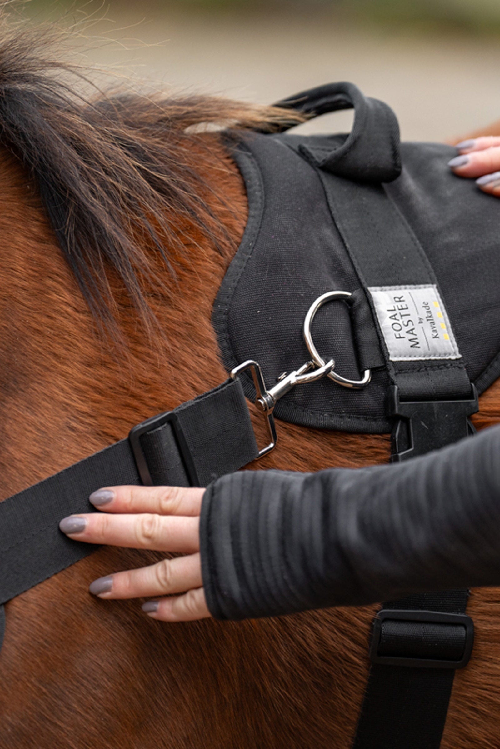 Pelote Basque Harnais De Traction En Biothane Quick Hitch Orange Et Noir Pour Cheval - Avec Circonférence En Caoutchouc Pour Le Trot Harnais Trotting Ajustable Pelote Basque Harnais De Traction En Biothane Quick Hitch Orange Et Noir Pour Cheval - Avec Circonférence En Caoutchouc Pour Le Trot Harnais Trotting Ajustable