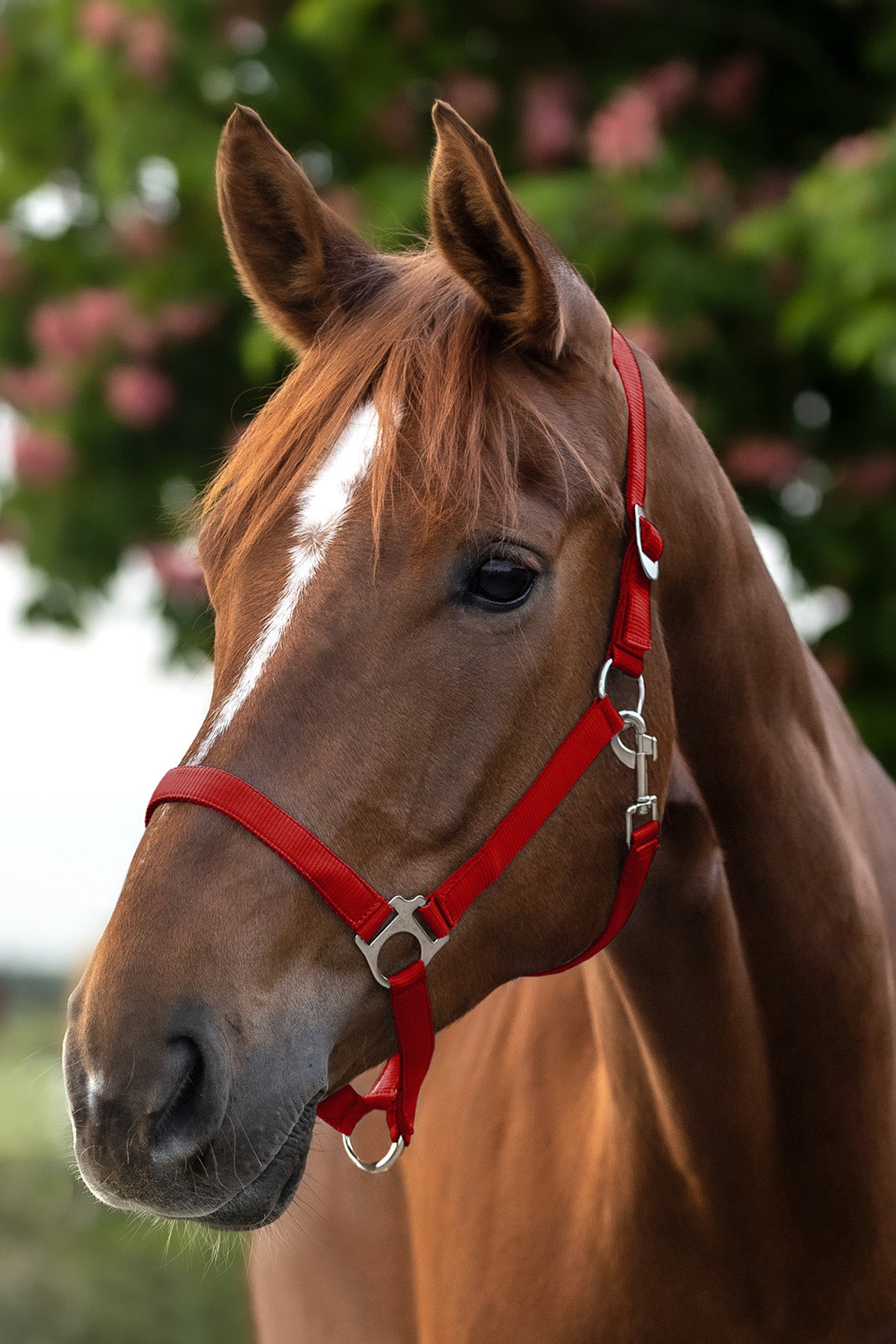 Waldhausen Perlon Halter Halters & Leads