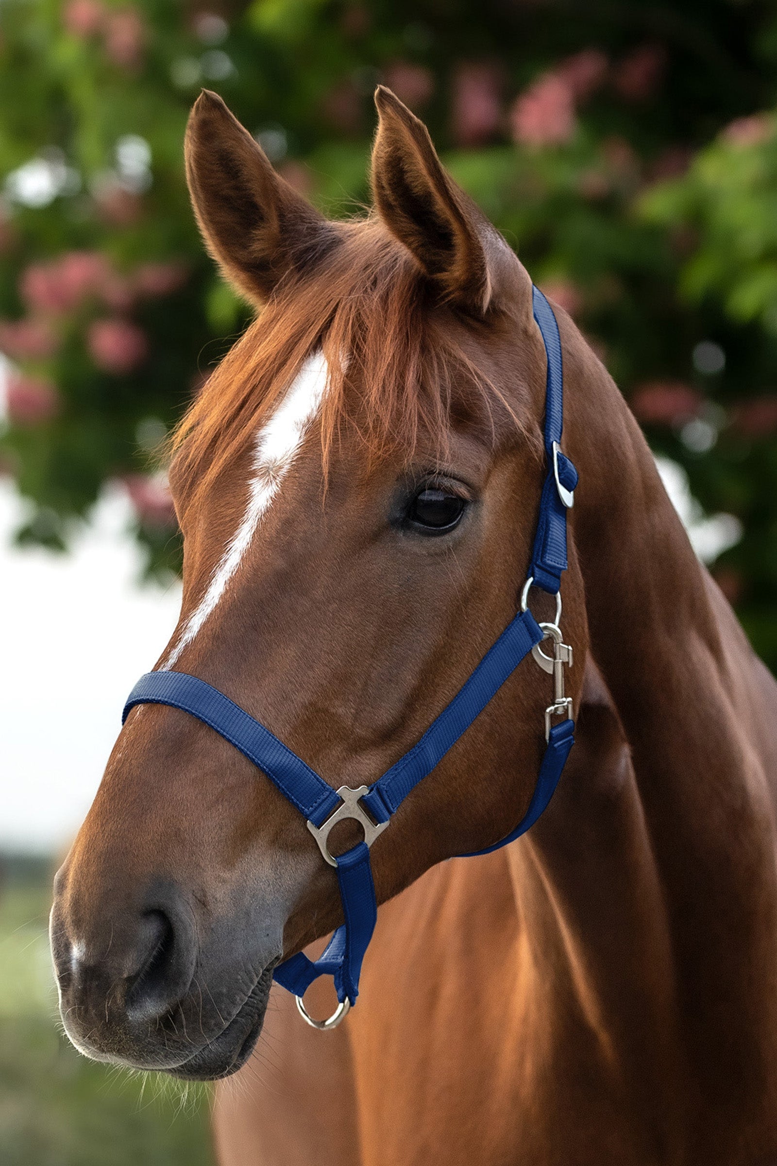 Waldhausen Perlon Halter Halters & Leads