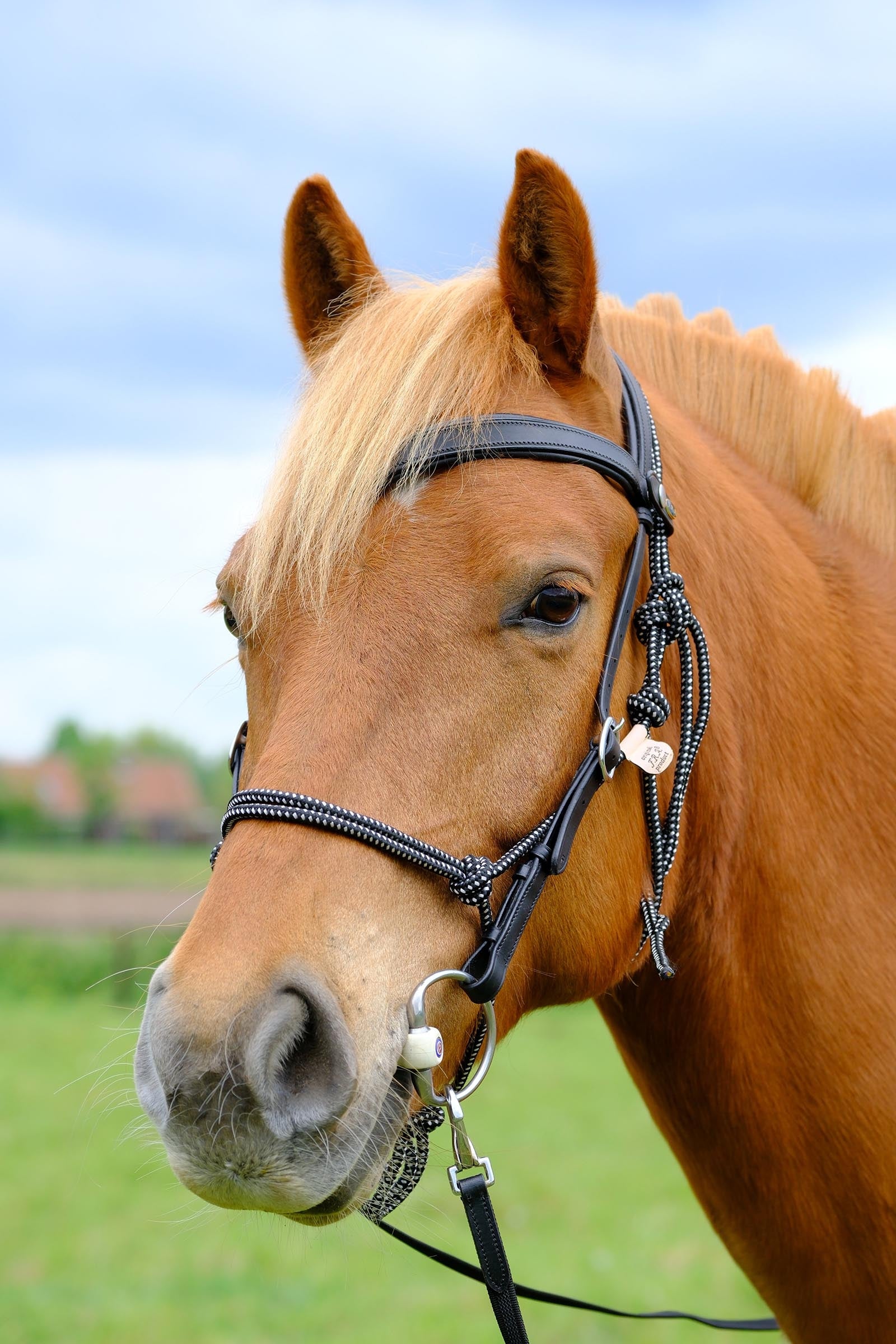 F.R.A. Freedom Riding Articles Campari Combined Bridle, Without Bit Bridles & Reins