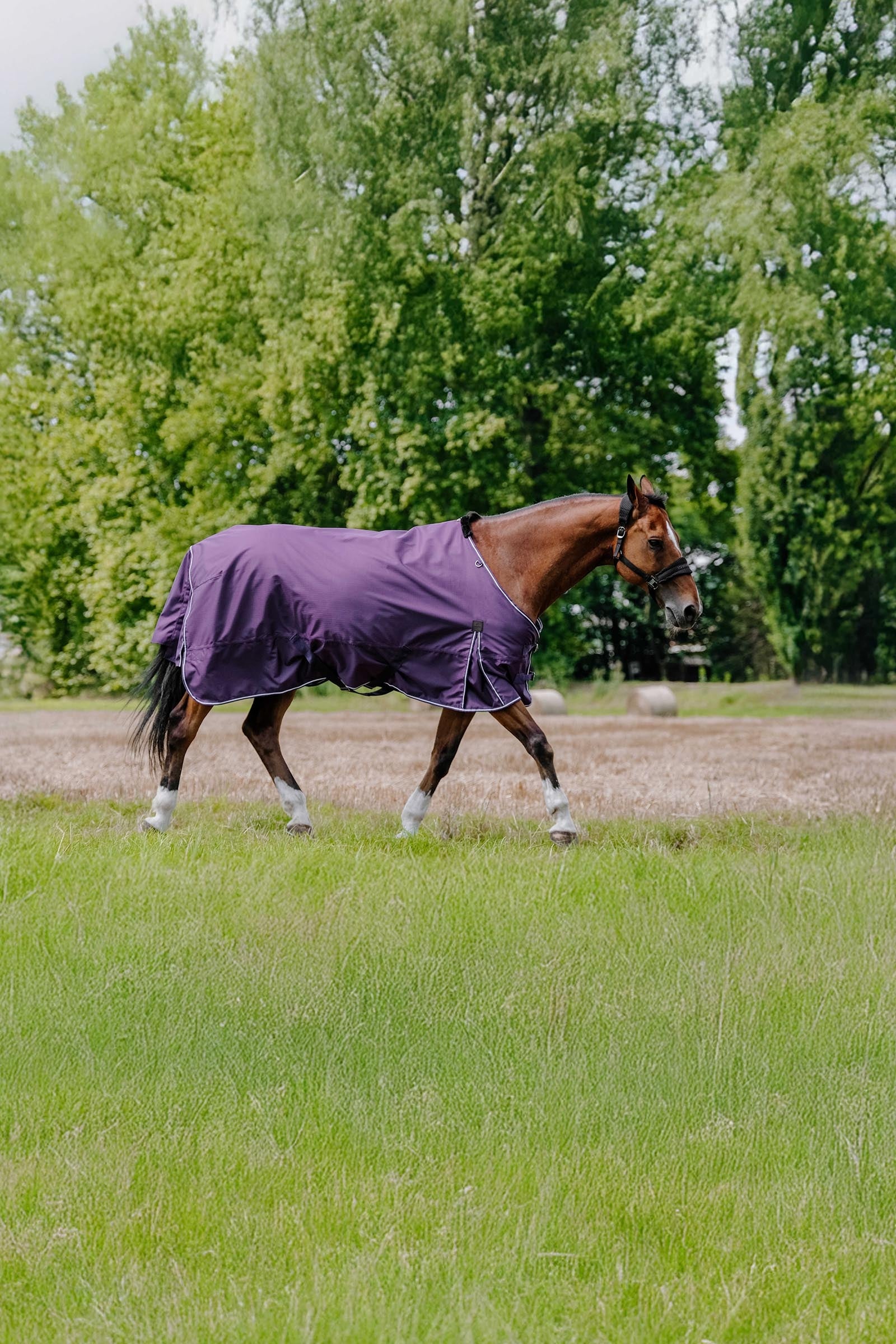 Equi Theme EQUITHÈME TYREX Aisance 600D Turnout Rug, 150 g Horse Rugs