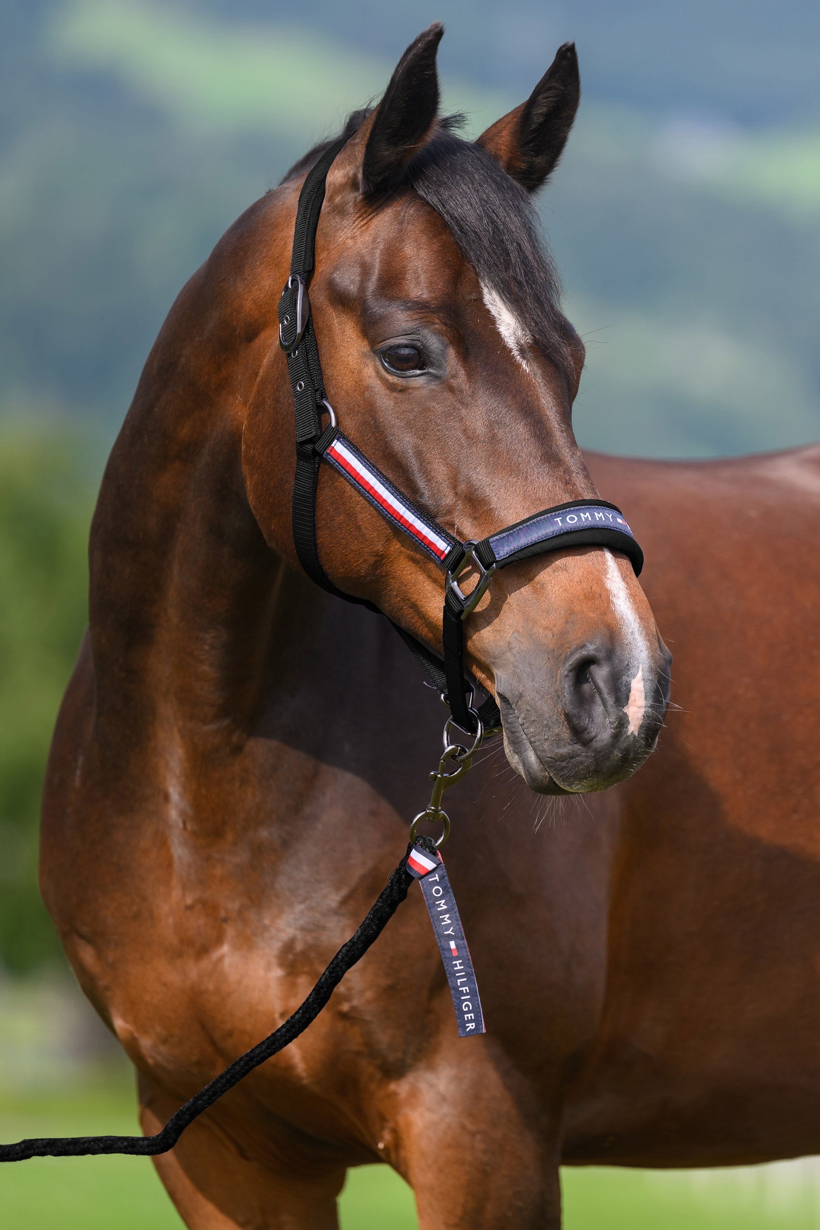 Tommy Hilfiger Equestrian Yale ensemble licol et longe Licols & longes