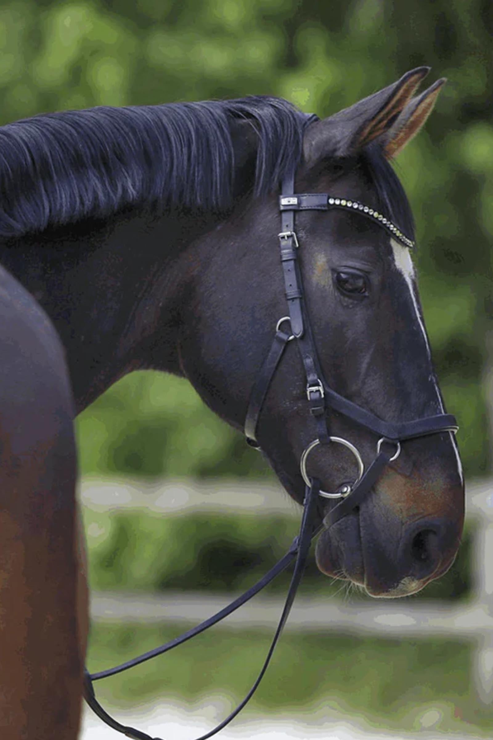 Sprenger KK Loose Ring Snaffle Bit, Single Jt. 12mm, Sensogan Bridles & Reins