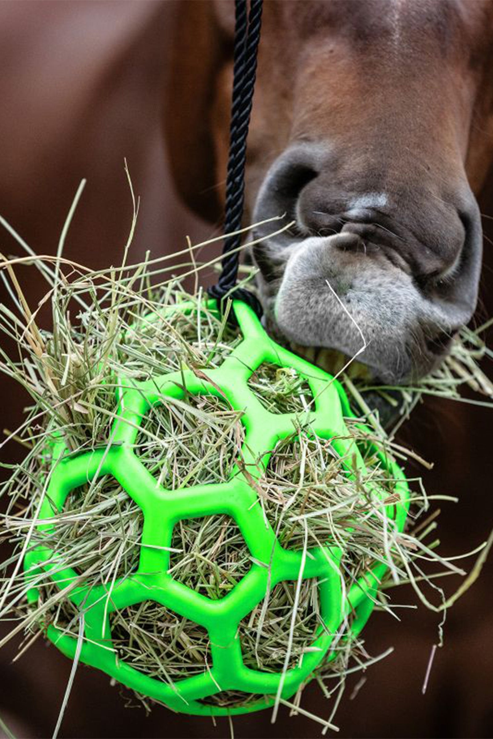 Waldhausen Balle de foin Waldhausen Mangeoires & Abreuvoirs