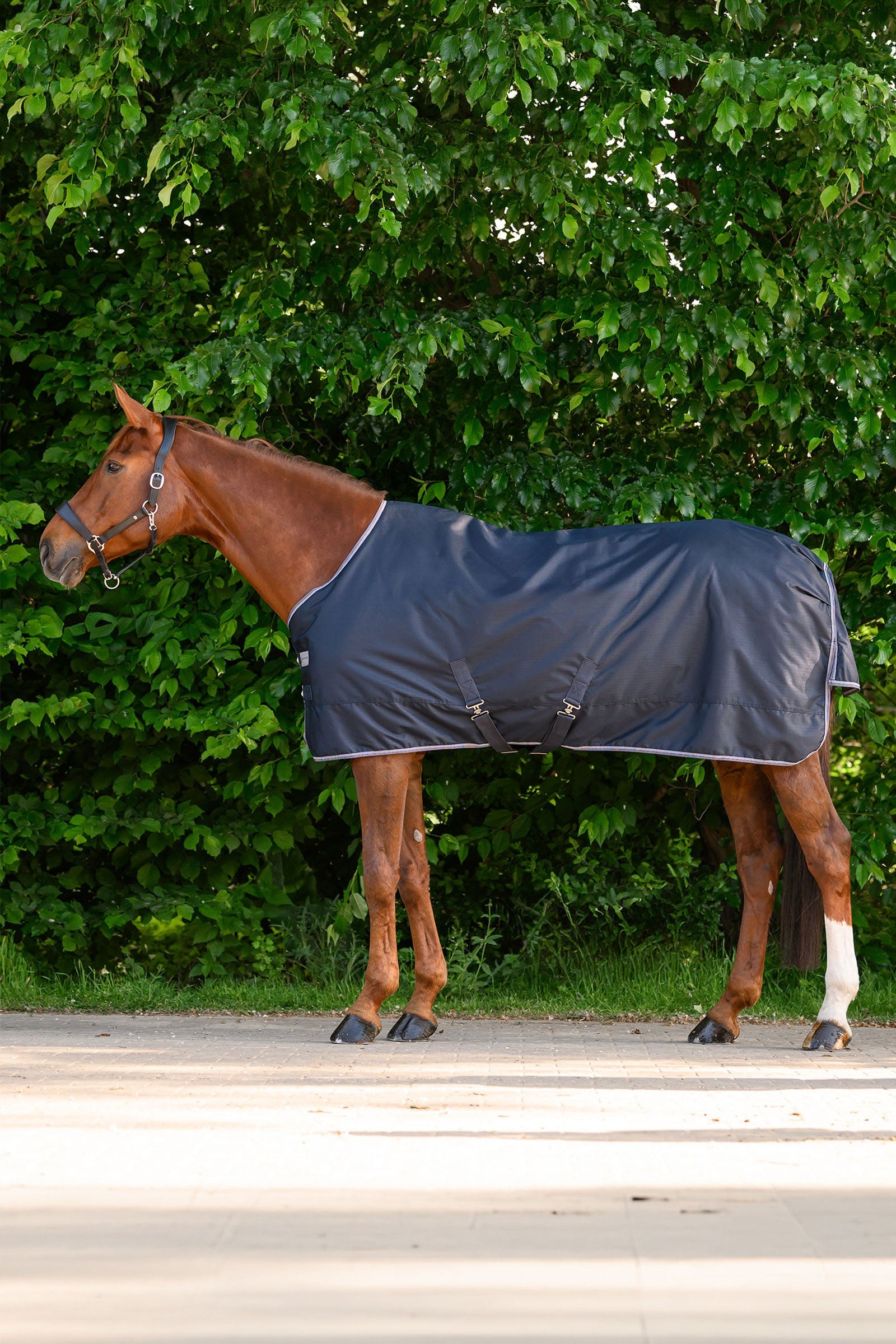 Waldhausen ECONOMIC couverture d’extérieur, 200g Couvertures cheval