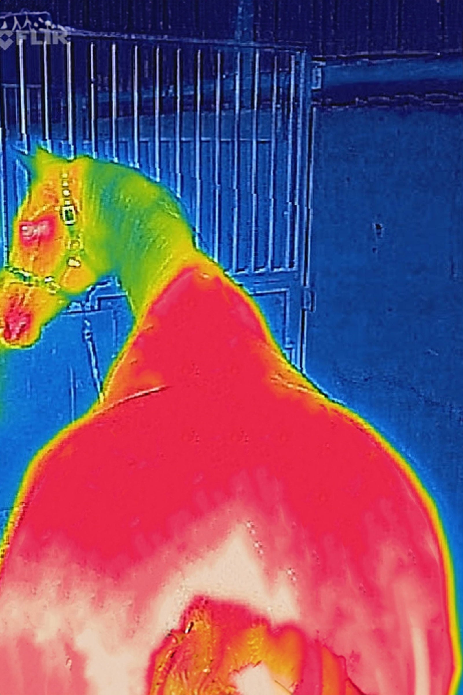 Bucas Therapy Mesh Cooler Rug Horse Rugs