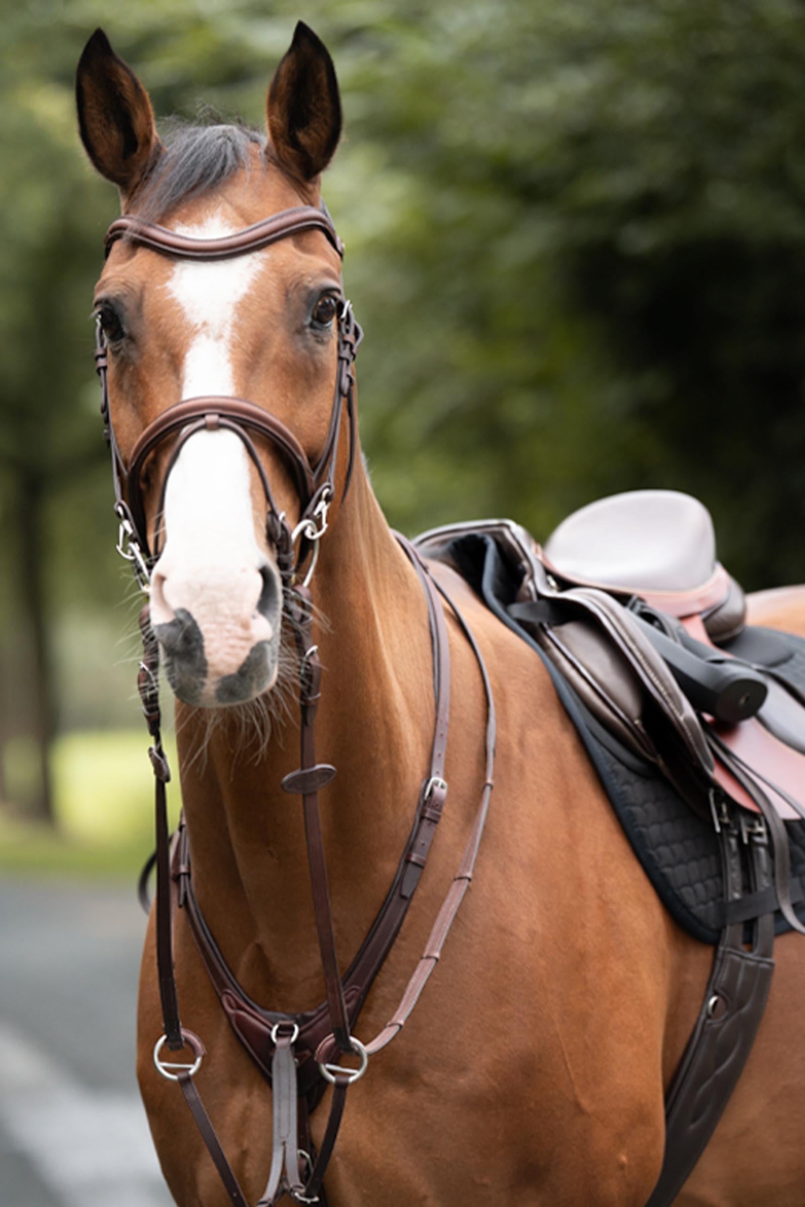 Kavalkade Azriel Martingale, Softly Padded Bridles & Reins