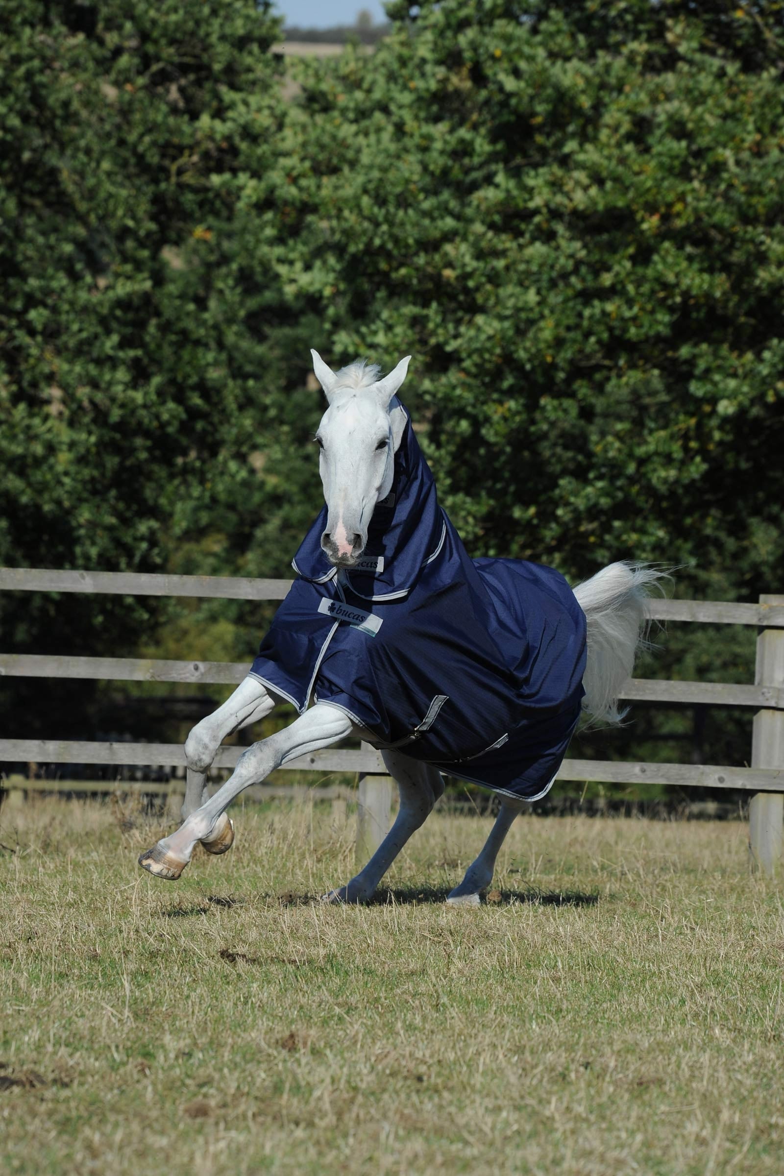 Bucas Freedom Light Turnout Rug with fixed Full Neck, 0g Horse Rugs