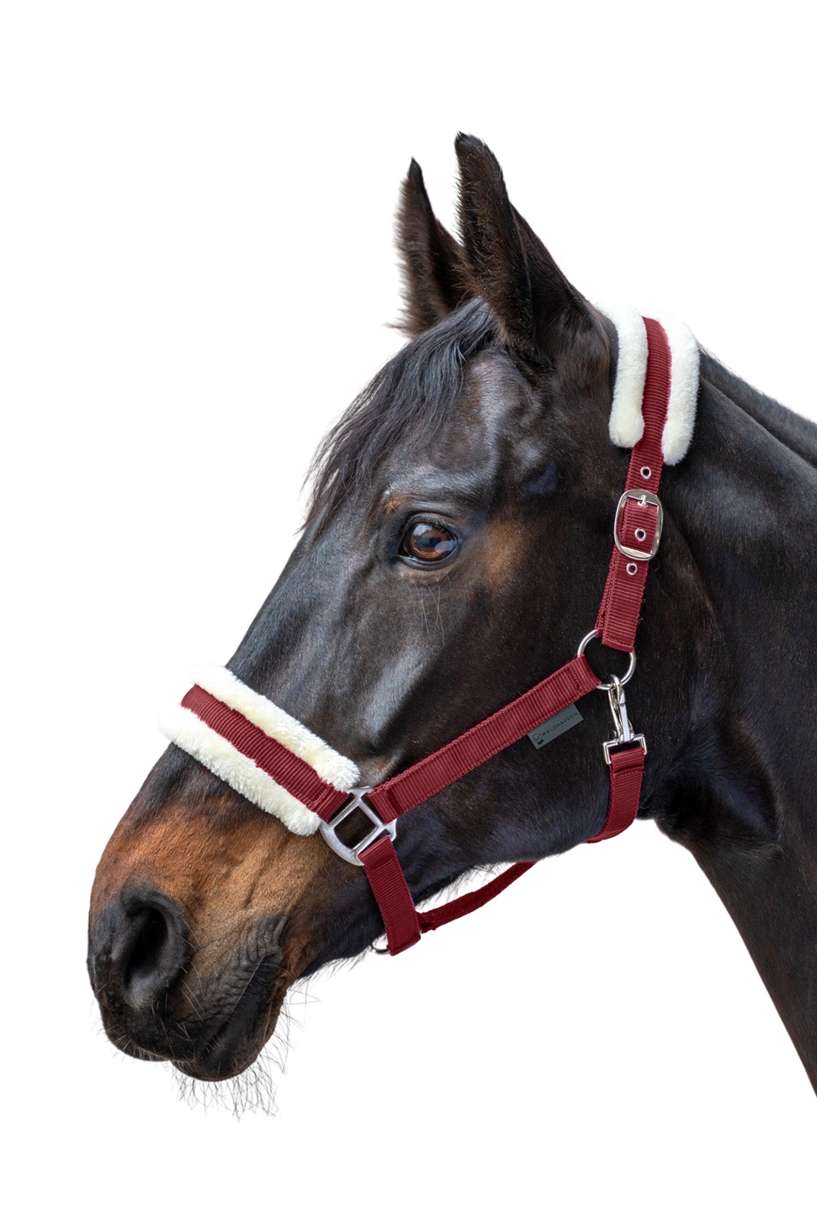 Waldhausen First Halter Halters & Leads