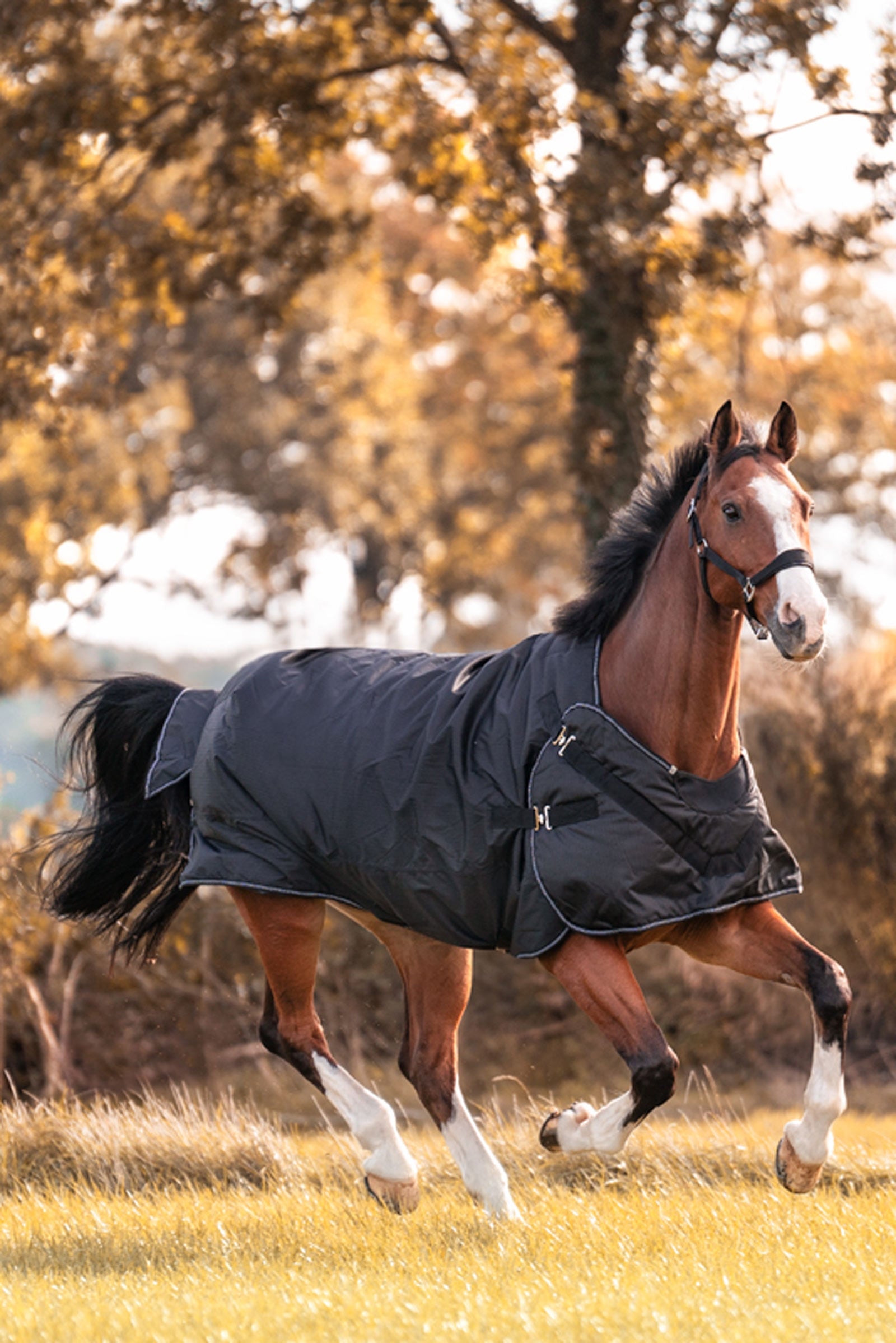 Kavalkade Halifax 2-en-1 Couverture d'extérieur et Couverture marcheur 200g Couvertures cheval