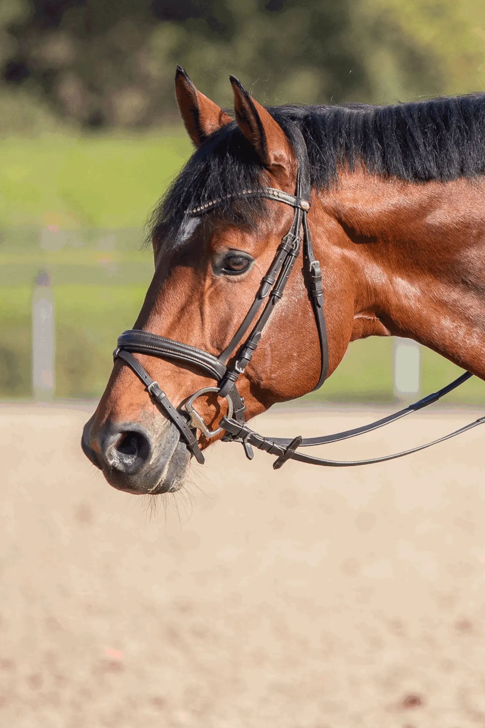 Sprenger Novocontact Eggbutt Bit D-Rings, Single Jt. 14mm, Sensogan Horse Bits