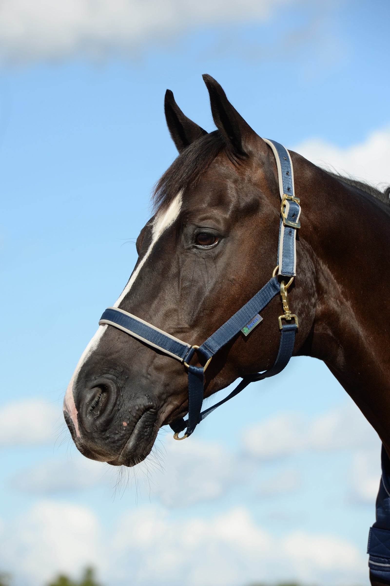 Bucas Licol luxe doublé Dublin Licols & longes