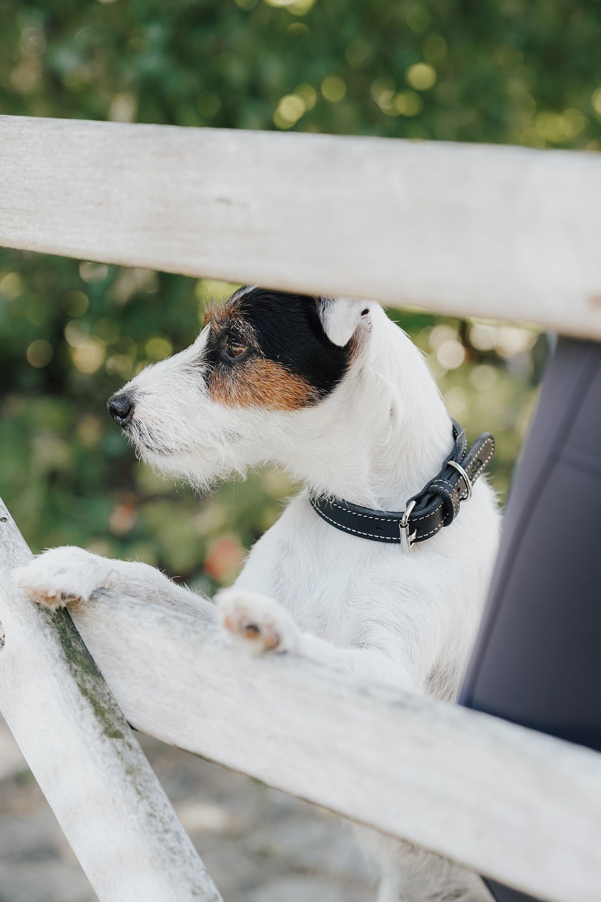 Eskadron Hunter x ESKADRON CRAFT Dog Collar Dog Accesories