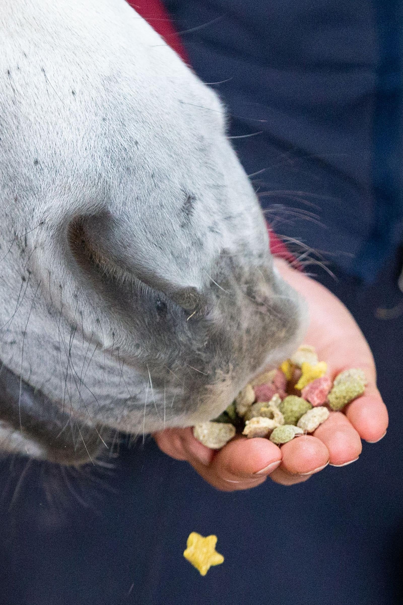 Likit Snaks, 100g Horse Feed & Nutrition