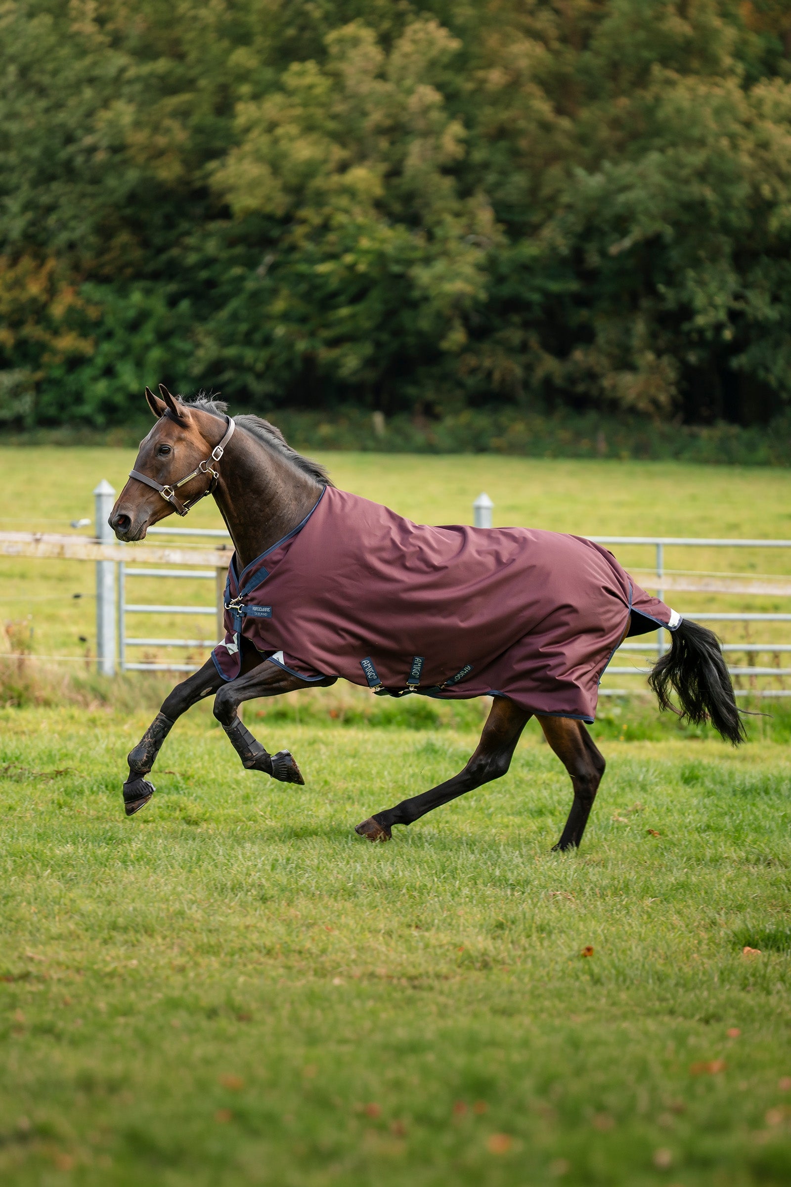 Horseware Amigo 1200D Turnout Rug, 250 g Horse Rugs
