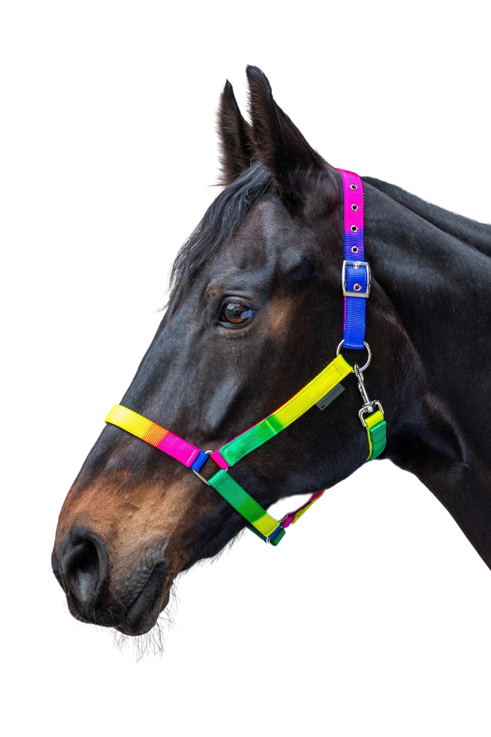 Waldhausen Neon Rainbow Colored Halter Halters & Leads