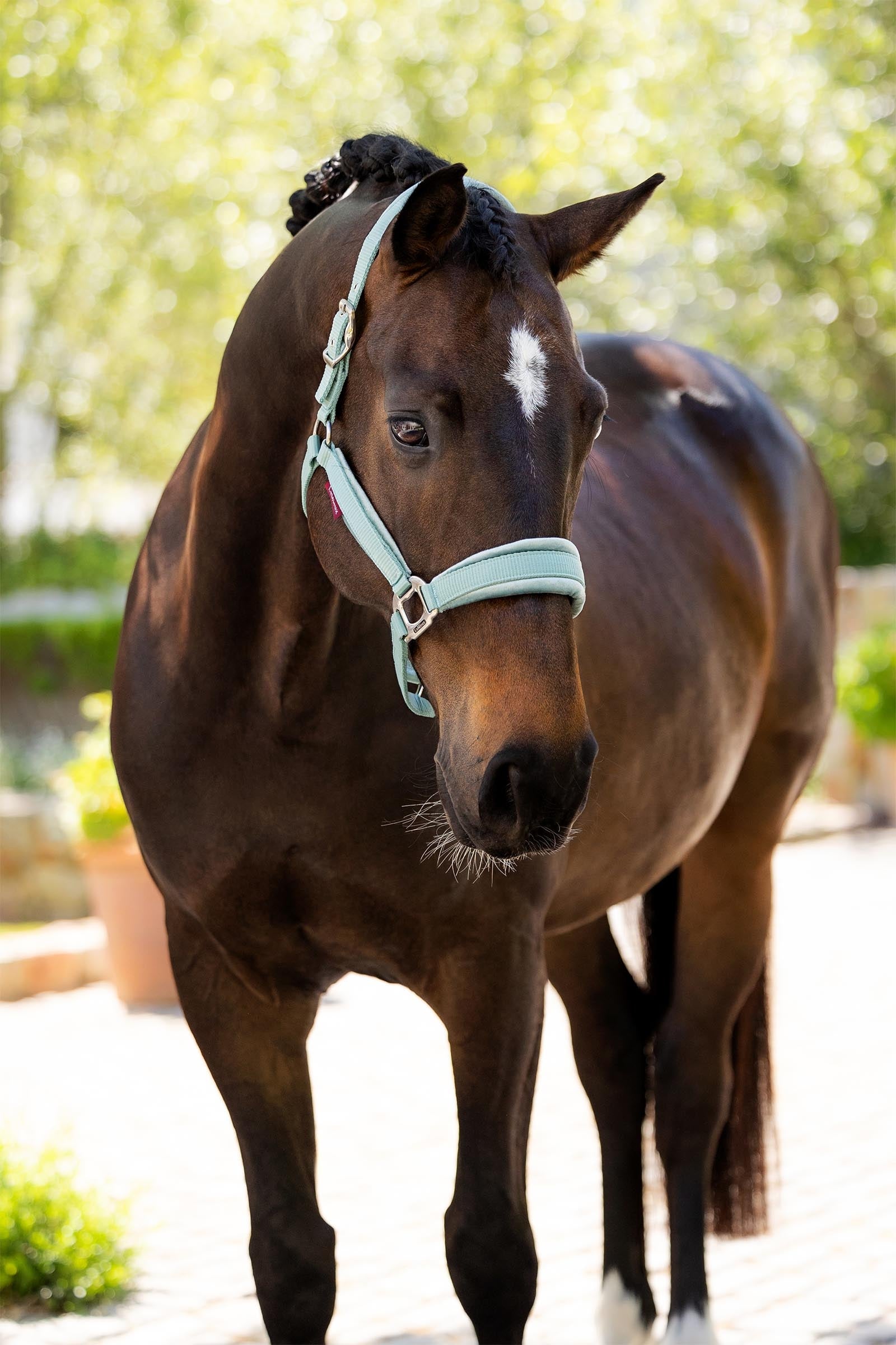 LeMieux Versailles Headcollar Halters & Leads