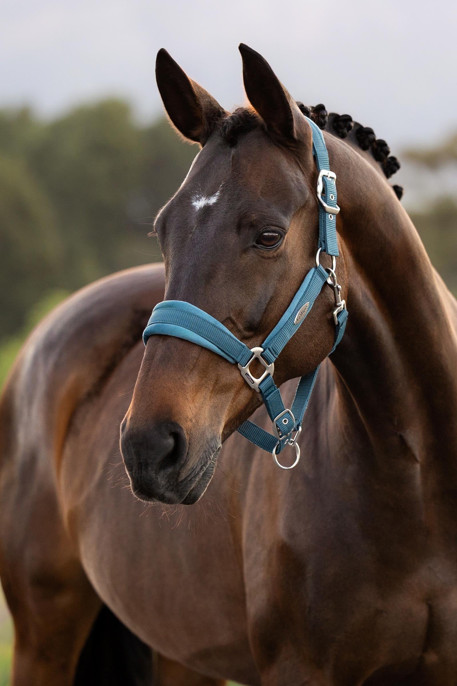 LeMieux Versailles Headcollar Halters & Leads