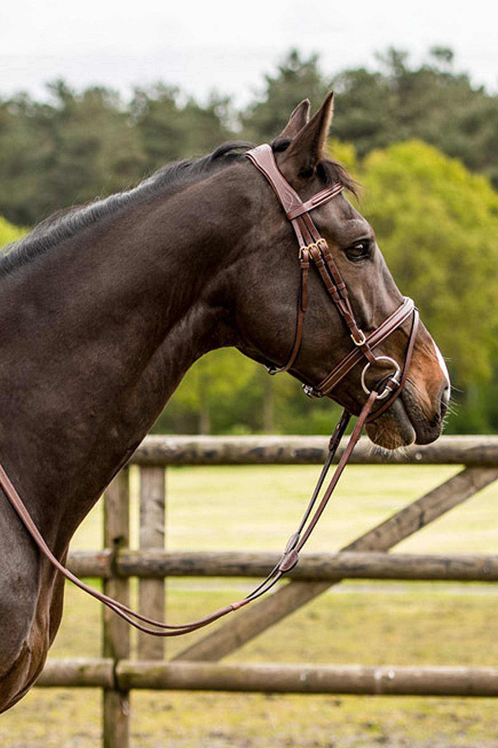 Trust Equestrian Knokke Combine Noseband Bridle Classic Bridles & Reins