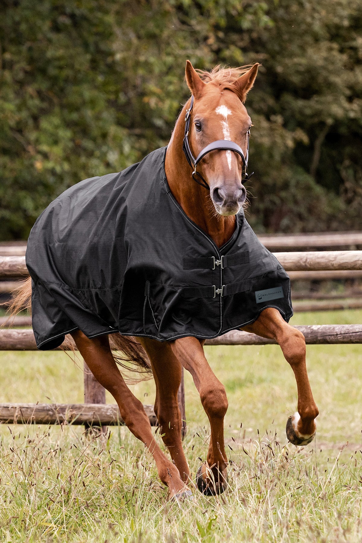 Waldhausen NORDIC Outdoor Rug, 300 g Horse Rugs