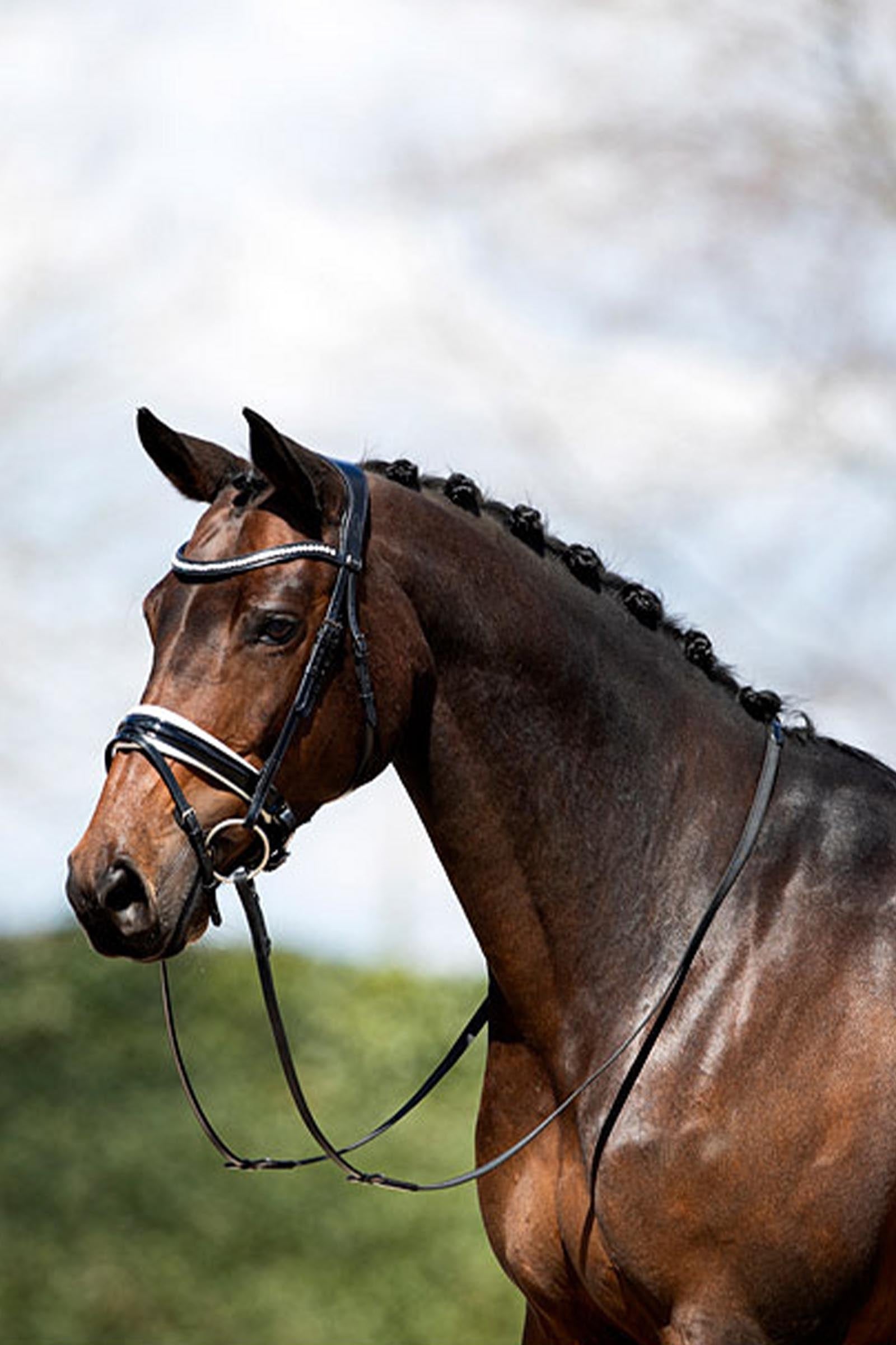 Anky ANKY Anatomic Bridle Patent Leather With Soft Padding Bridles & Reins