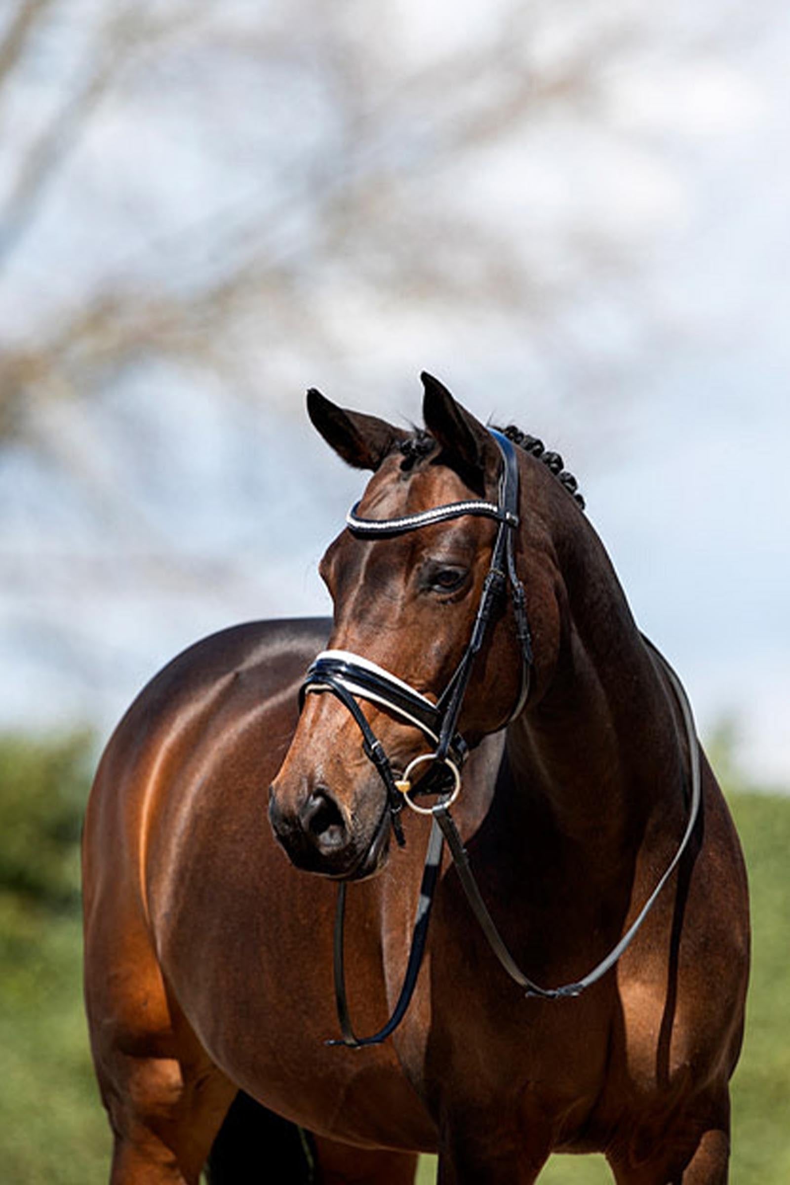 Anky ANKY Anatomic Bridle Patent Leather With Soft Padding Bridles & Reins