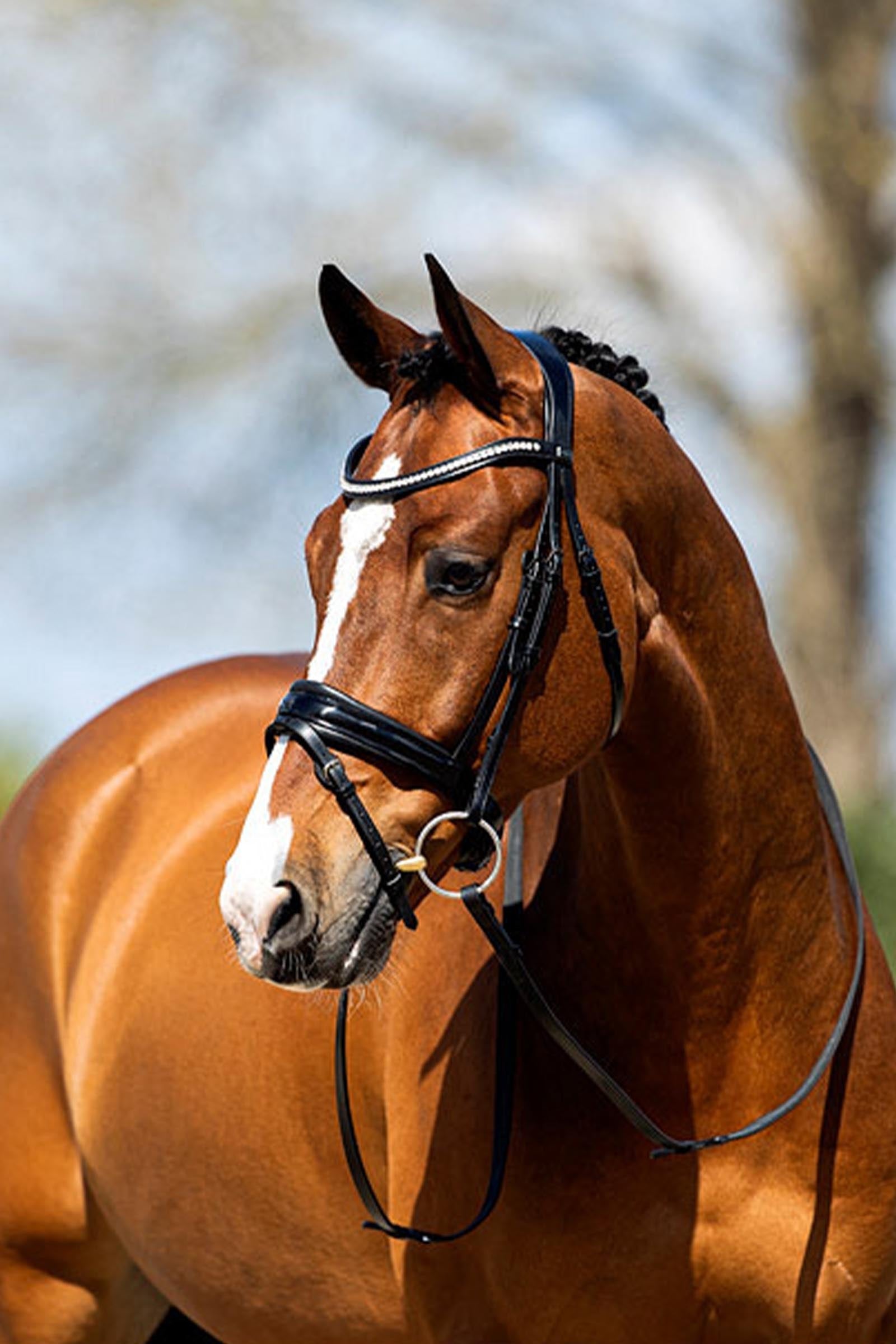 Anky ANKY Anatomic Bridle Patent Leather With Soft Padding Bridles & Reins