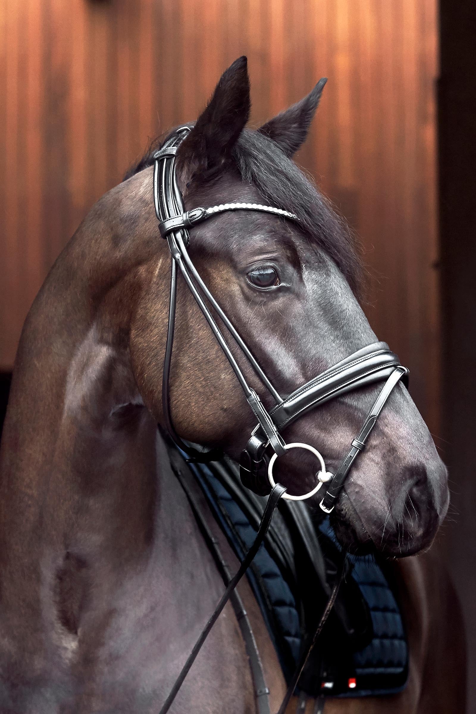 Catago Shay Round Stitched Bridle With Flash Bridles & Reins